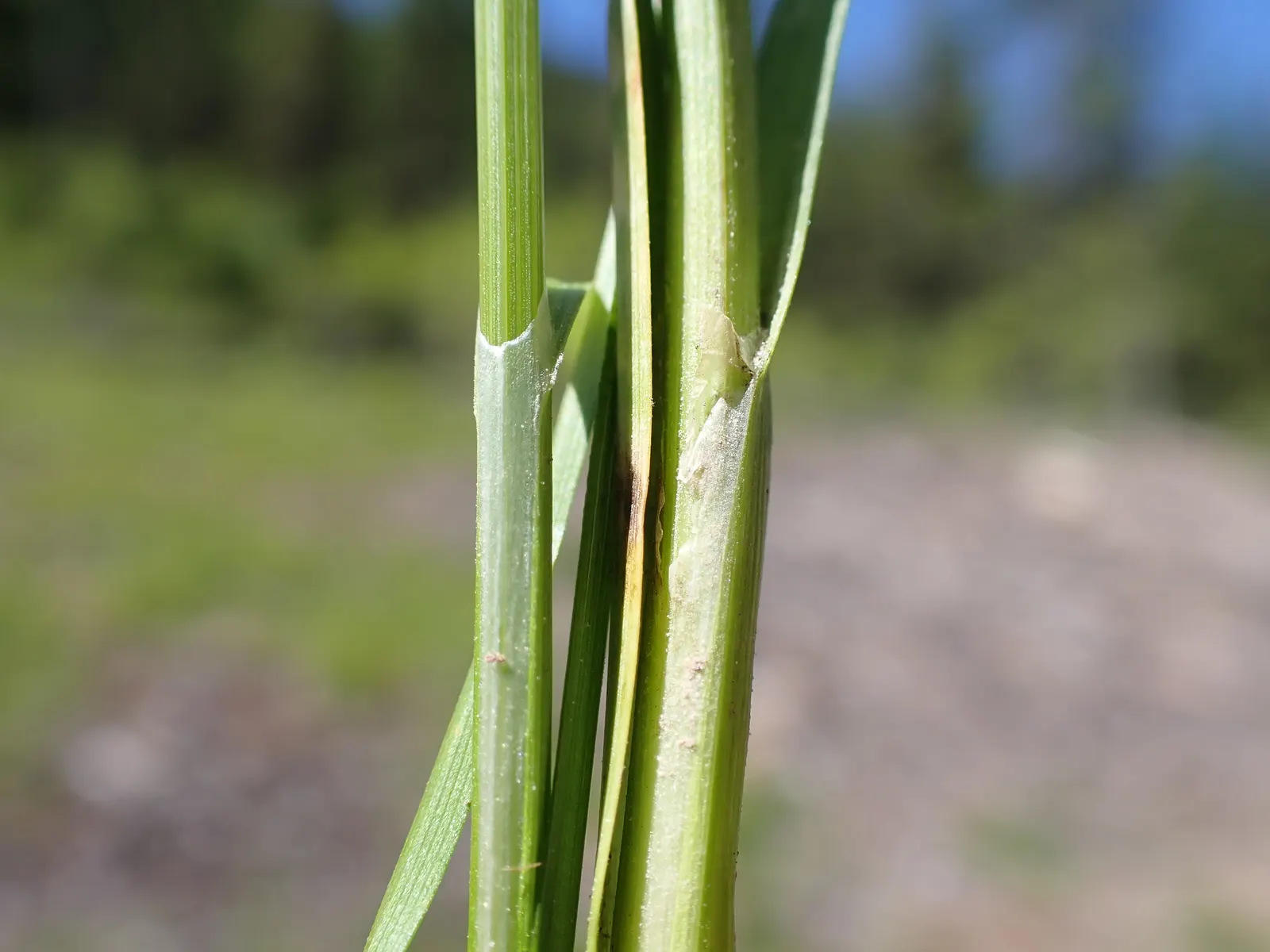 Chamisso Sedge (Carex Pachystachya) — Adaptable to various soils; chamisso Sedge is a practical and attractive choice for gardeners seeking a lush