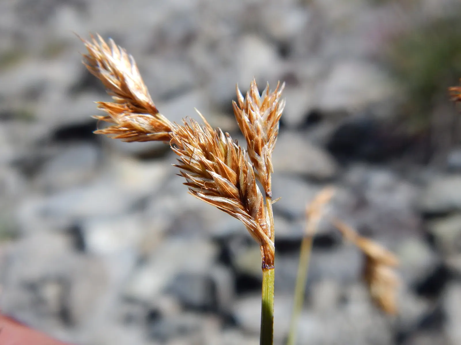 Chamisso Sedge (Carex Pachystachya) — only occasional trimming of spent foliage to maintain its tidy appearance