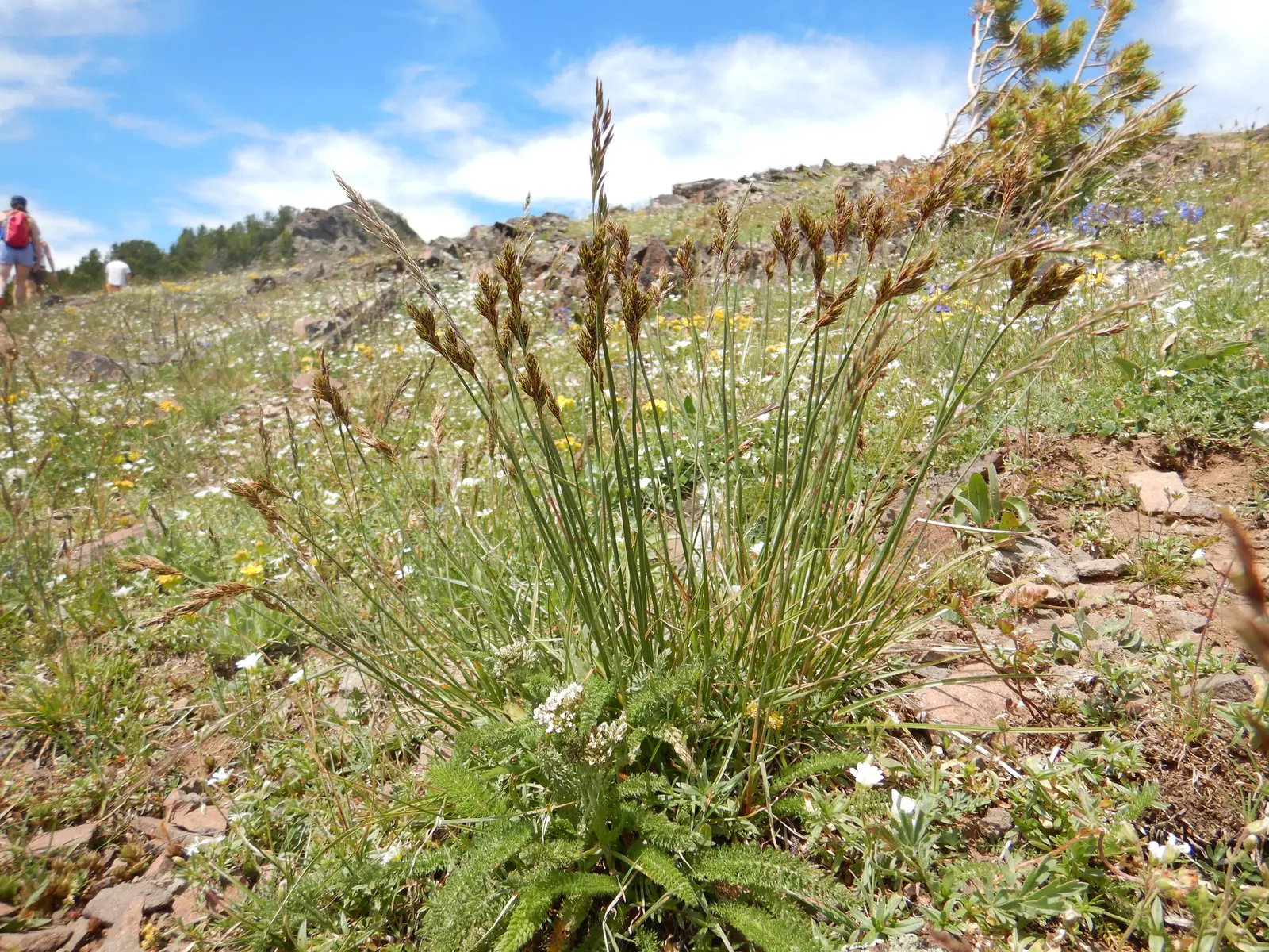 Chamisso Sedge (Carex Pachystachya) — ideal for naturalistic designs and water features