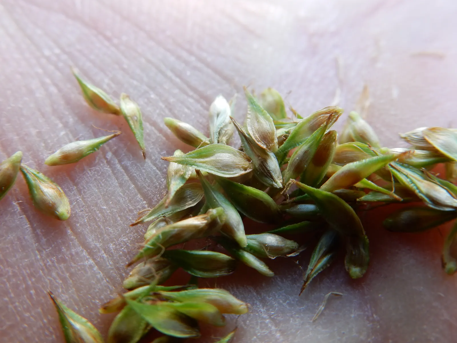 Chamisso Sedge (Carex Pachystachya) — With its versatility and low upkeep
