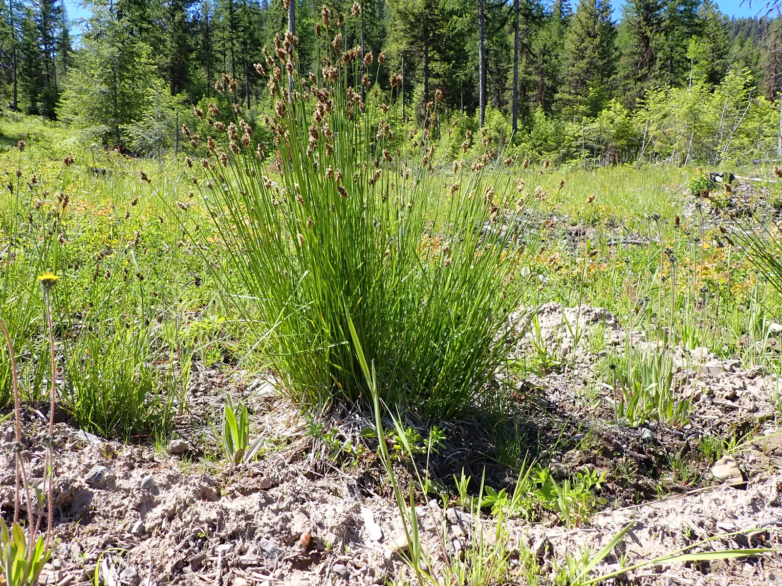 Chamisso Sedge (Carex Pachystachya) — green flowers in the garden