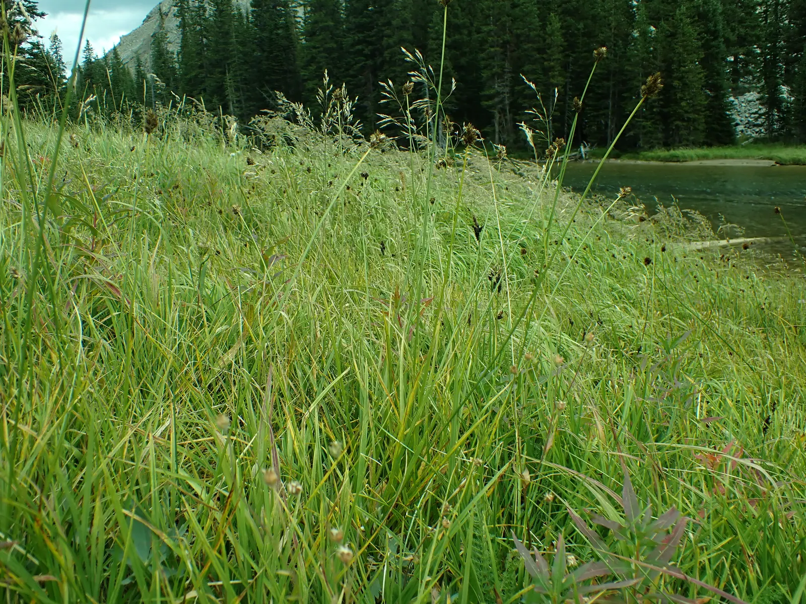 Chamisso Sedge (Carex Pachystachya) — Carex pachystachya requires minimal maintenance