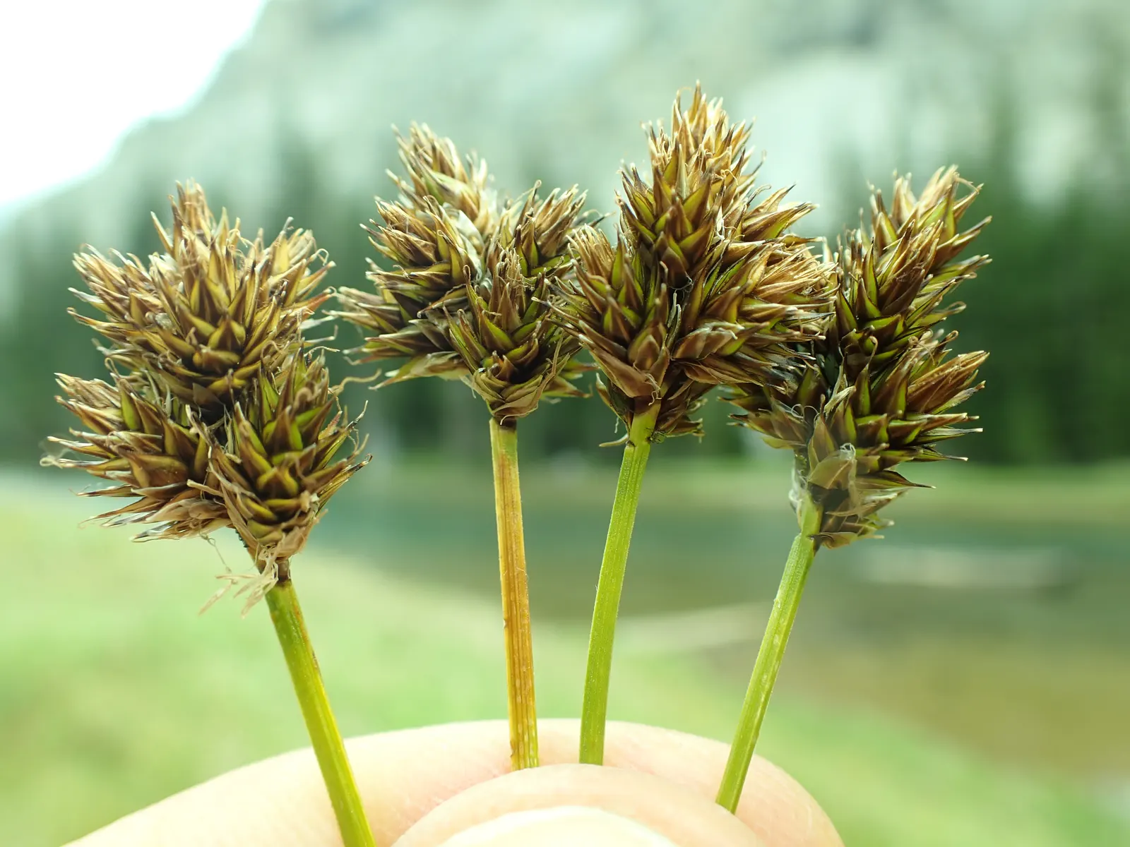 Chamisso Sedge (Carex Pachystachya) — ideal for naturalistic designs and water features; this sedge species is distinguished by its dense