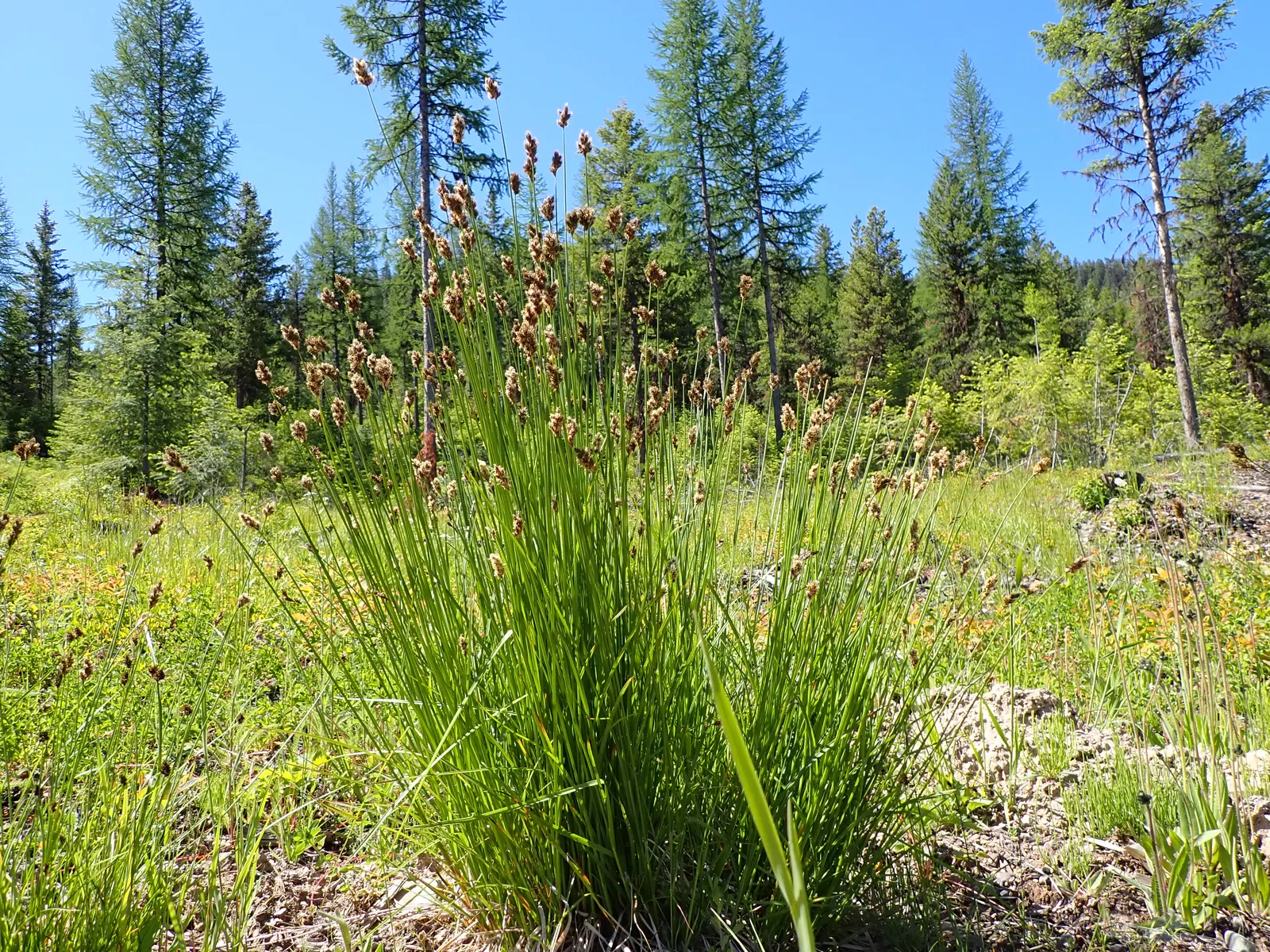 Chamisso Sedge (Carex Pachystachya) — Its understated flower spikes emerge in late spring to early summer