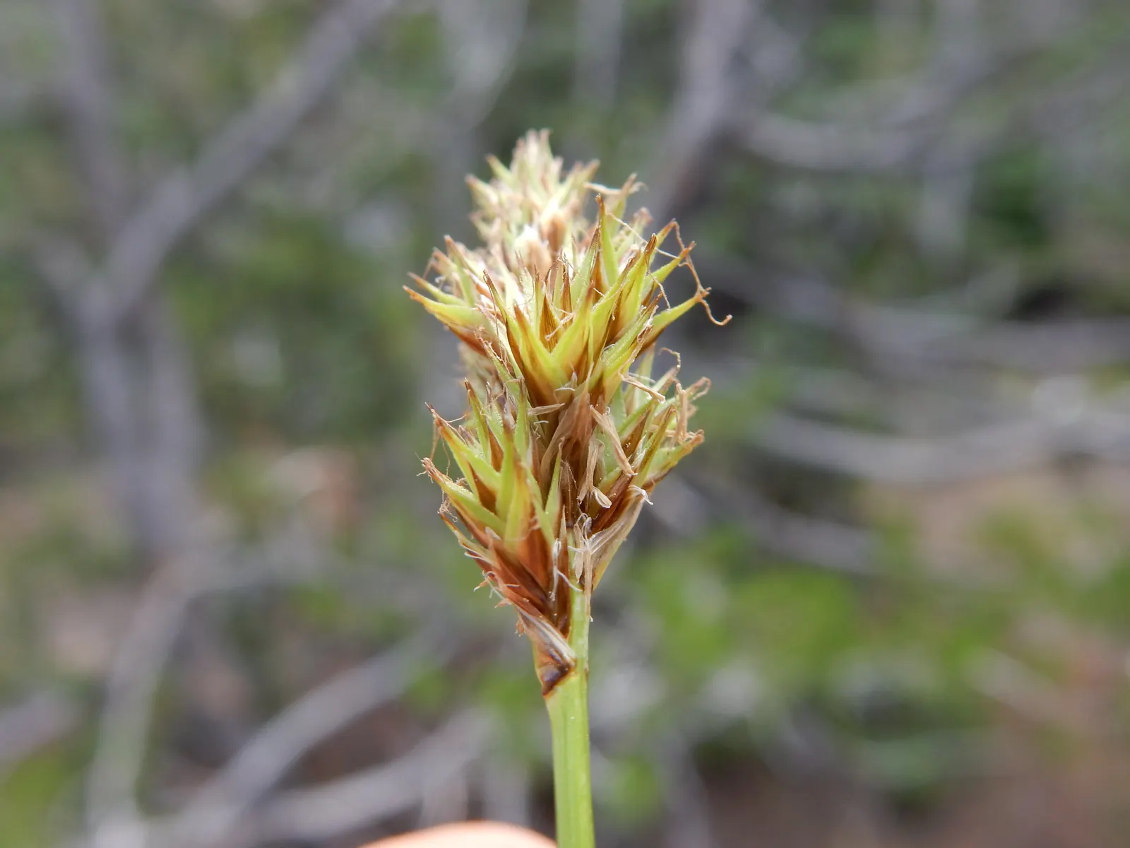 Chamisso Sedge (Carex Pachystachya) — grass for half