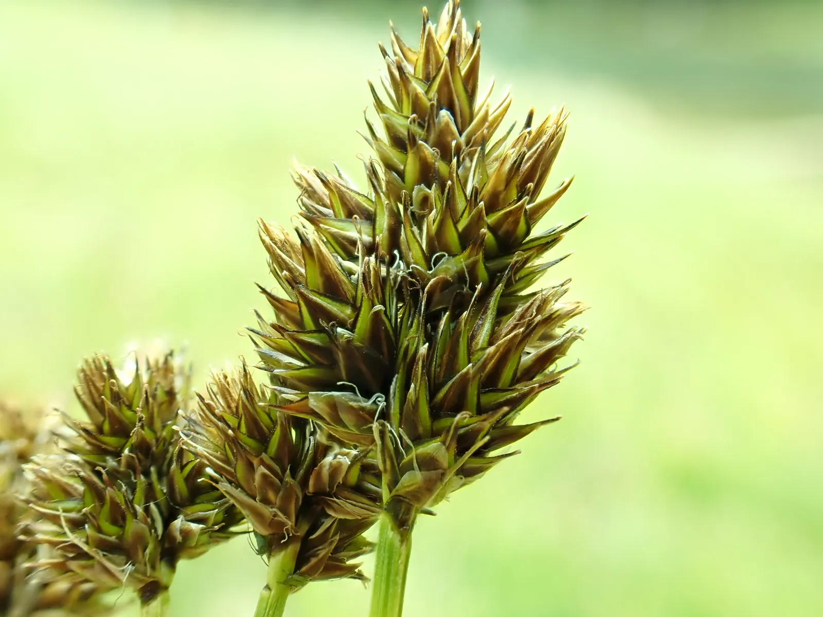 Chamisso Sedge (Carex Pachystachya) — It forms dense, evergreen clumps up to 2 feet tall and wide, featuring stiff, arching leaves; clumping habit with rich