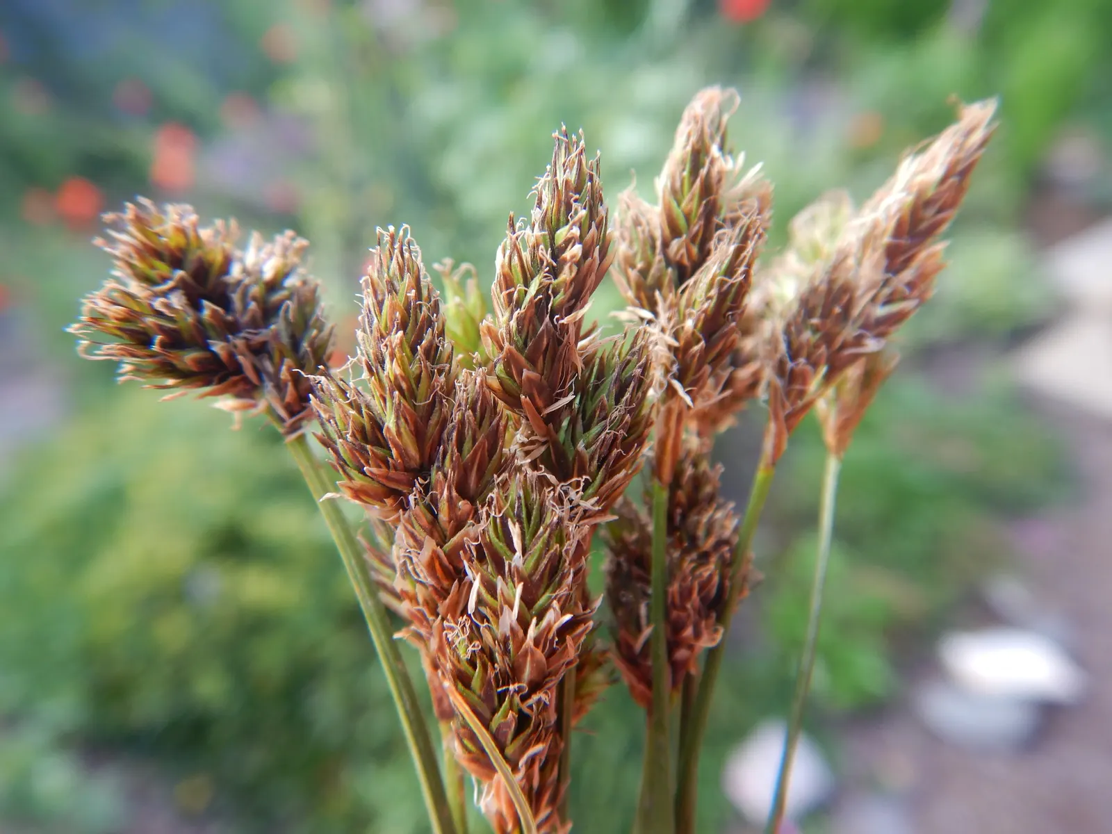 Chamisso Sedge (Carex Pachystachya) — This sedge species is distinguished by its dense