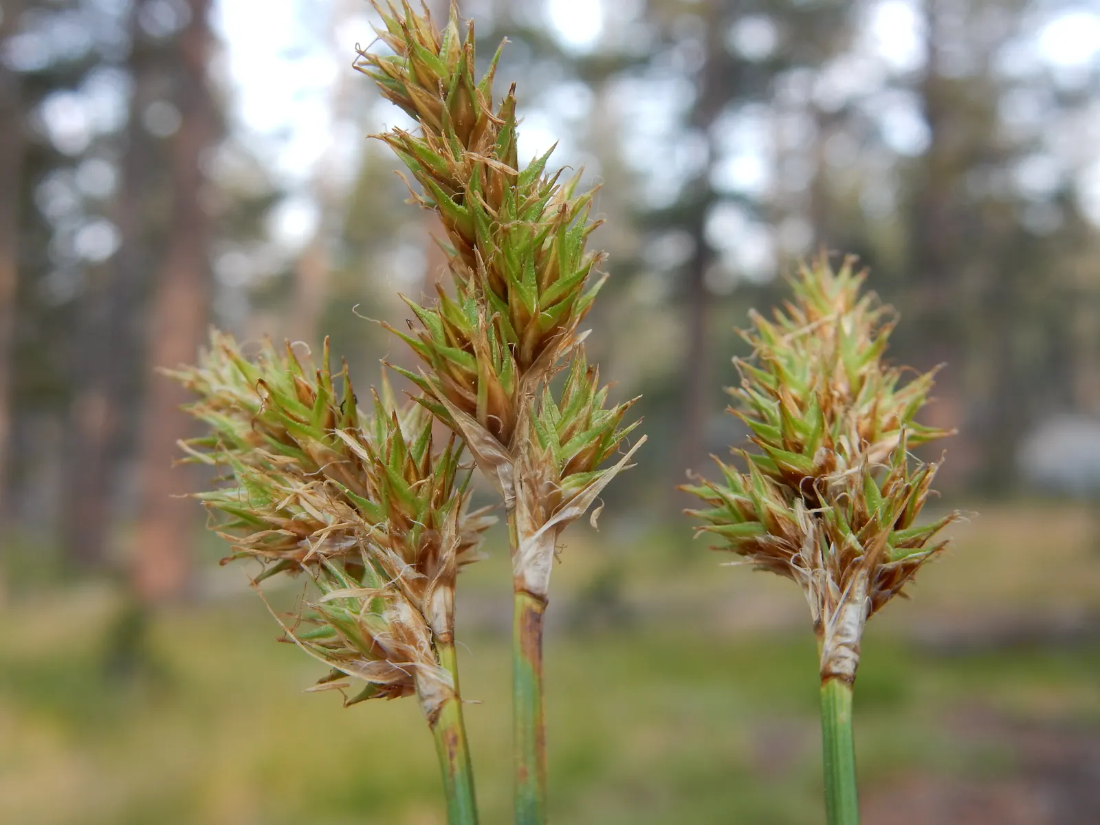 Chamisso Sedge (Carex Pachystachya) — grass-like foliage that adds both texture and color to garden spaces