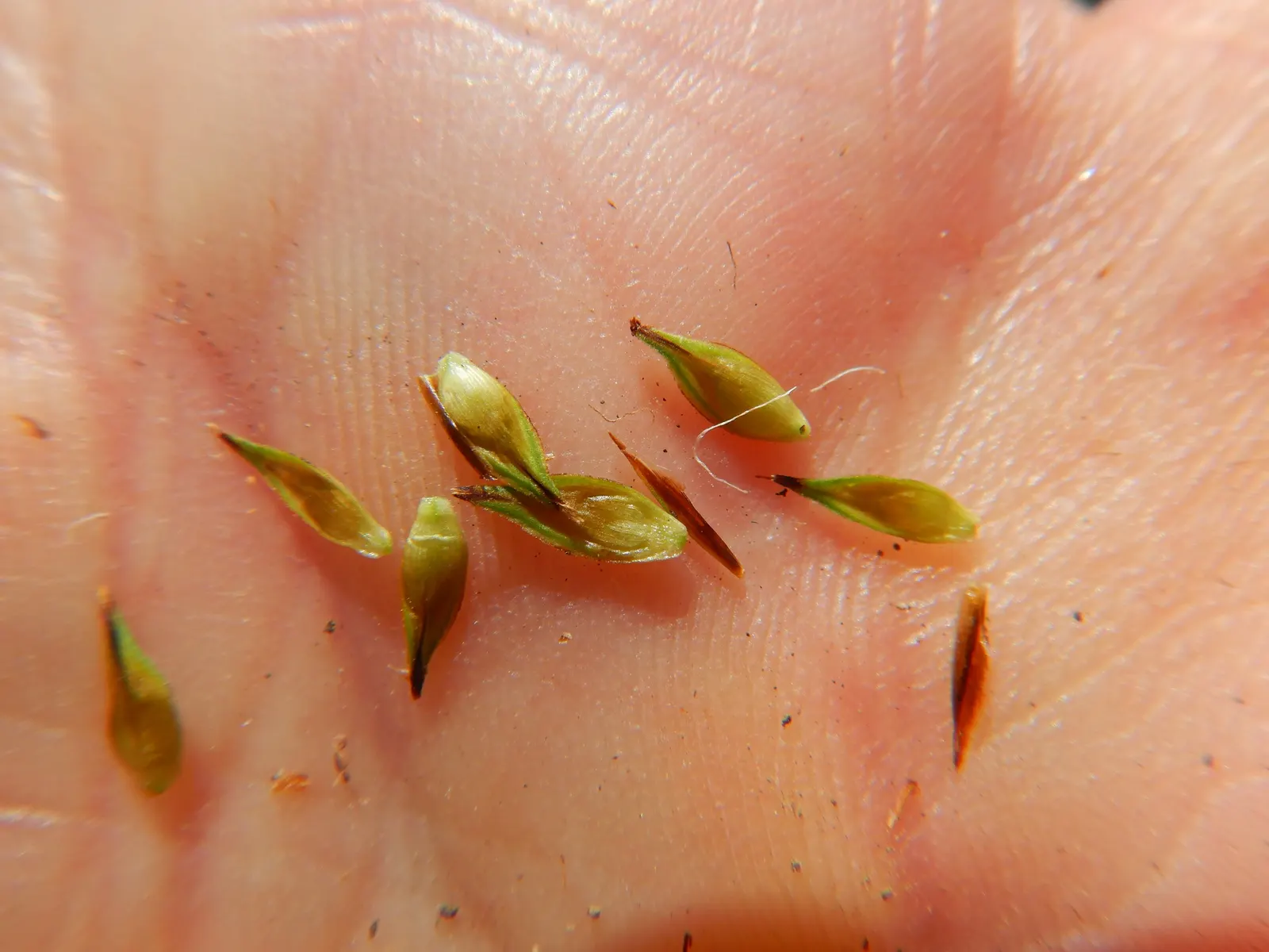 Chamisso Sedge (Carex Pachystachya) — The blades typically grow to a height of 6 to 12 inches with a similar spread
