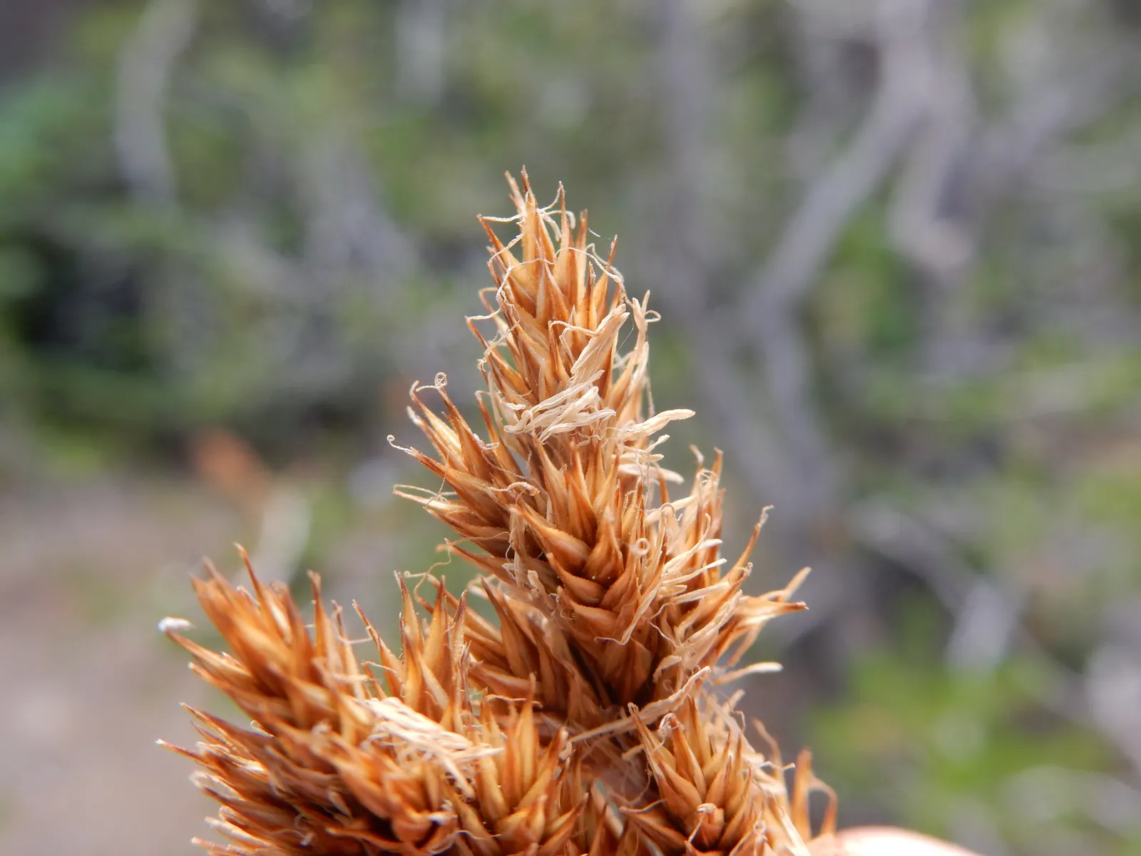 Chamisso Sedge (Carex Pachystachya) — it prefers moist conditions and partial shade; its distinctive, spiked flower heads emerge in spring, adding textural