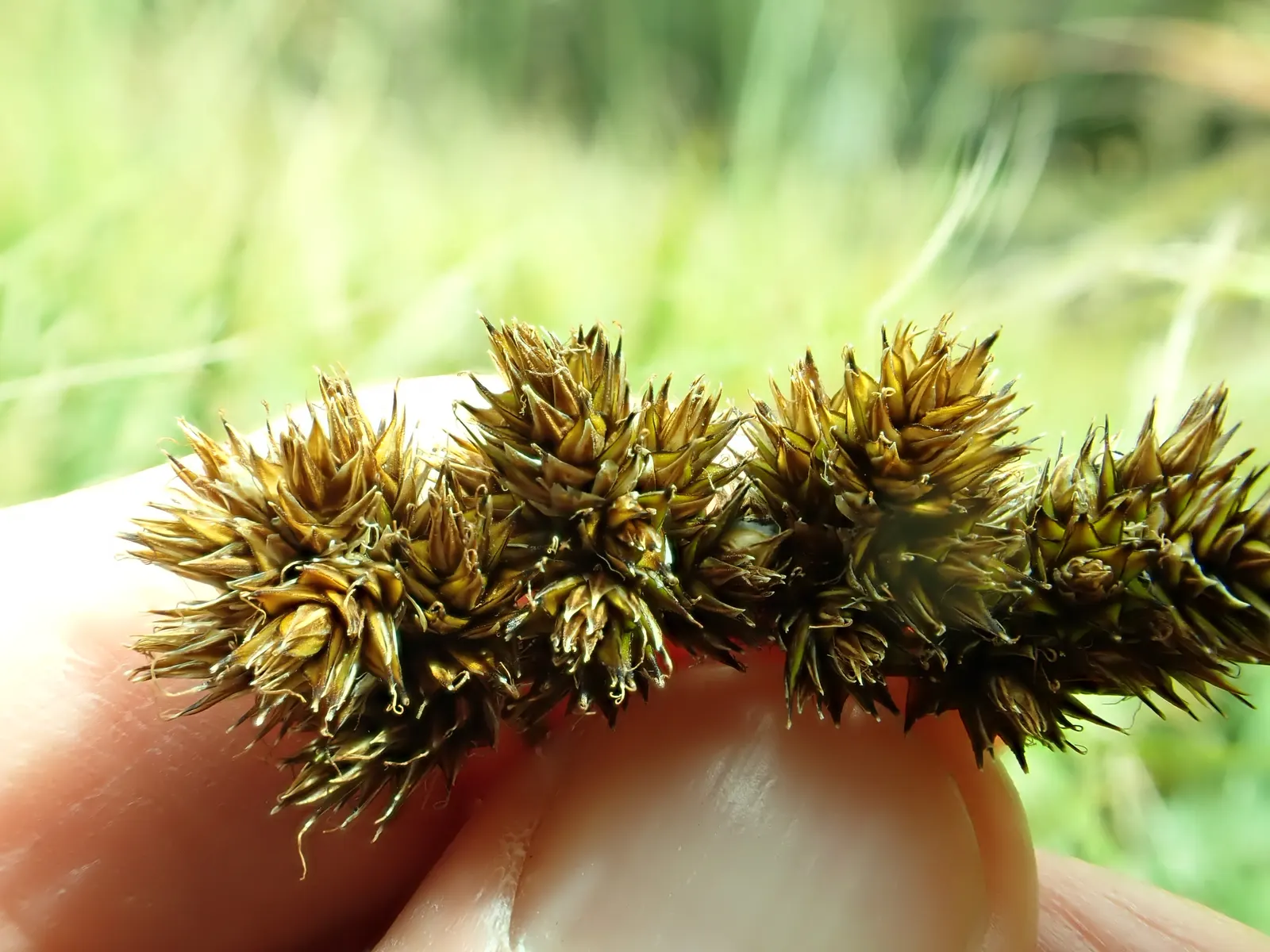Chamisso Sedge (Carex Pachystachya) — scientifically known as Carex pachystachya; with its versatility and low upkeep