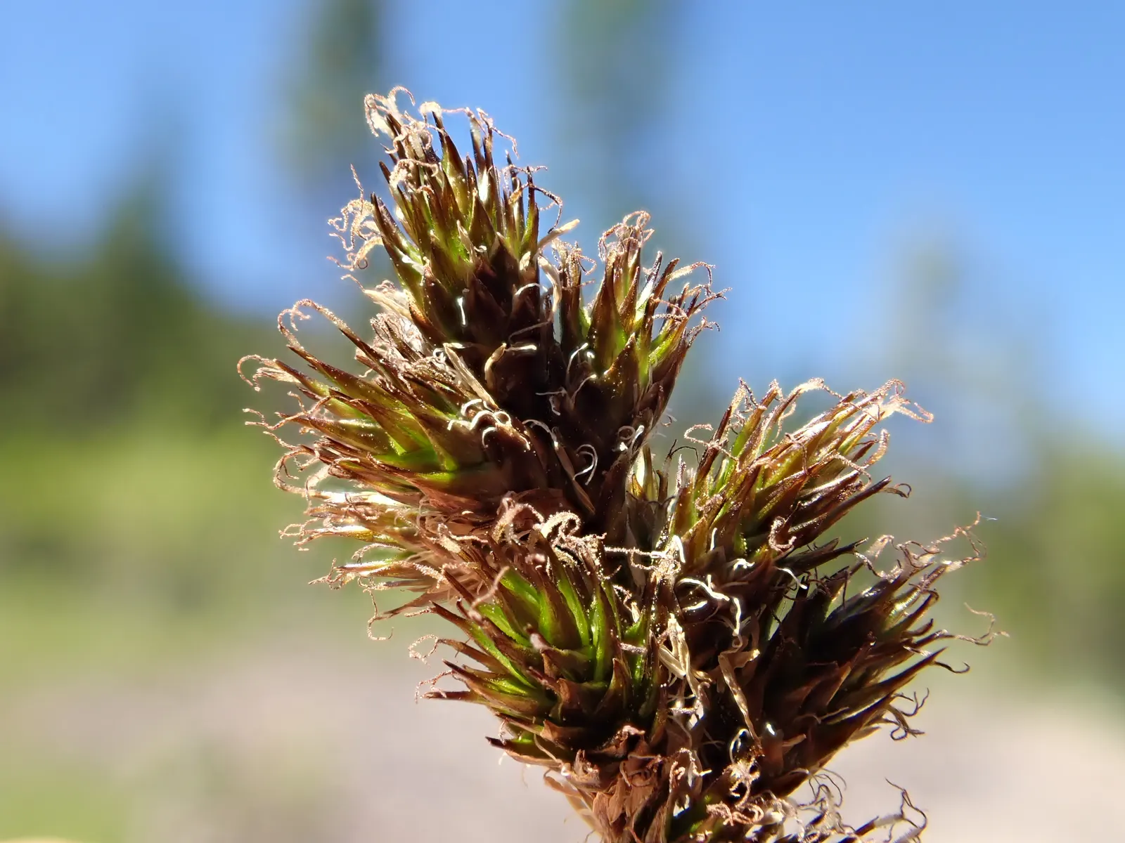 Chamisso Sedge (Carex Pachystachya) — It exhibits optimal growth in partial to full shade, though it can adapt to various light conditions