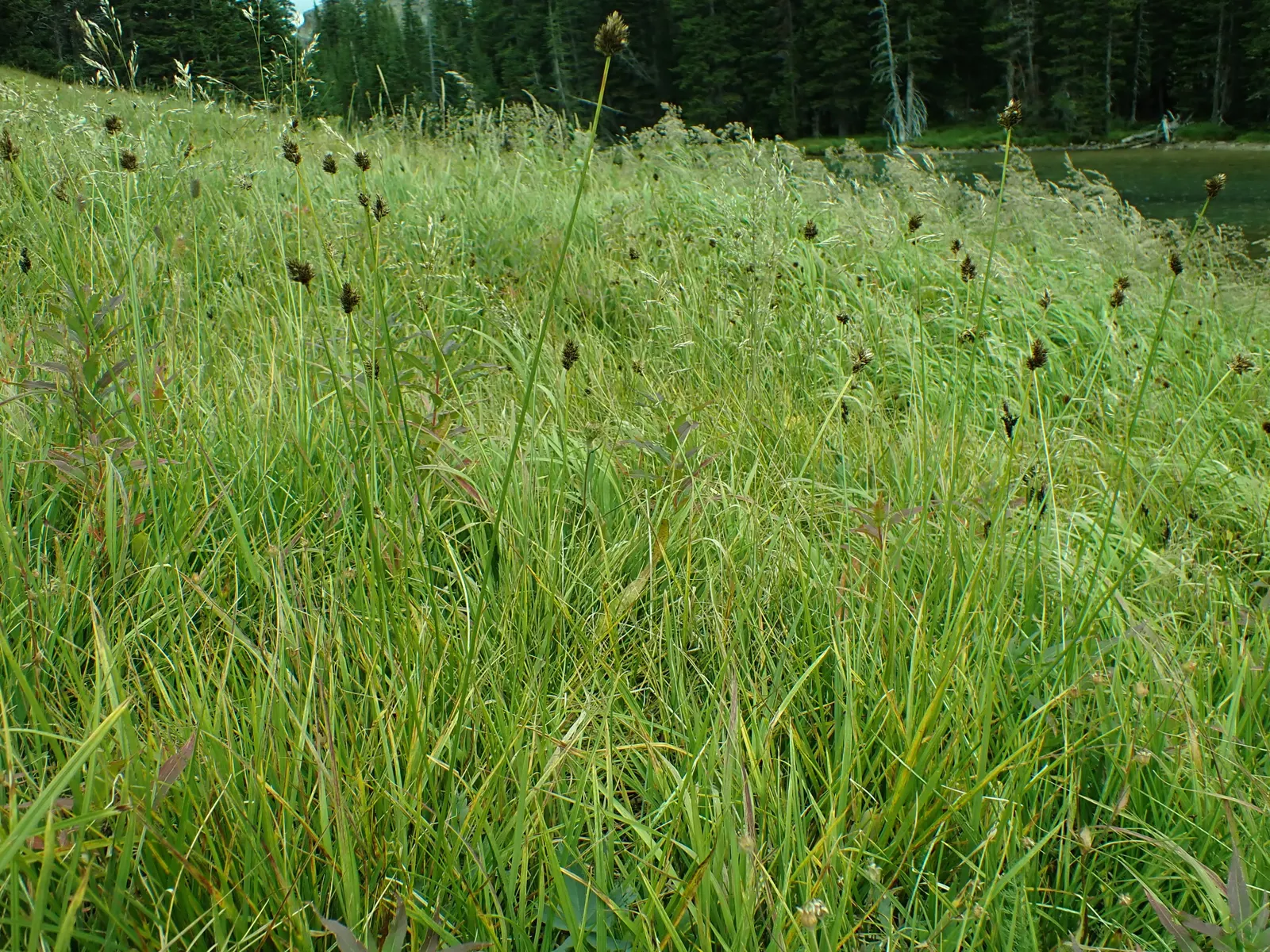 Chamisso Sedge (Carex Pachystachya) — It forms dense, evergreen clumps up to 2 feet tall and wide, featuring stiff, arching leaves