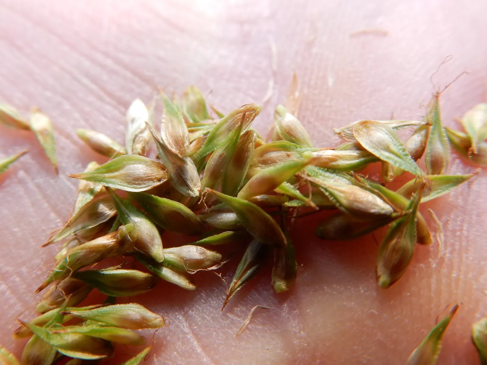 Chamisso Sedge (Carex Pachystachya) — Chamisso Sedge (Carex pachystachya) is a hardy perennial sedge thriving in USDA zones 4-9