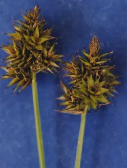 Chamisso Sedge (Carex Pachystachya) — clumping habit with rich green; demonstrating a notable cold tolerance