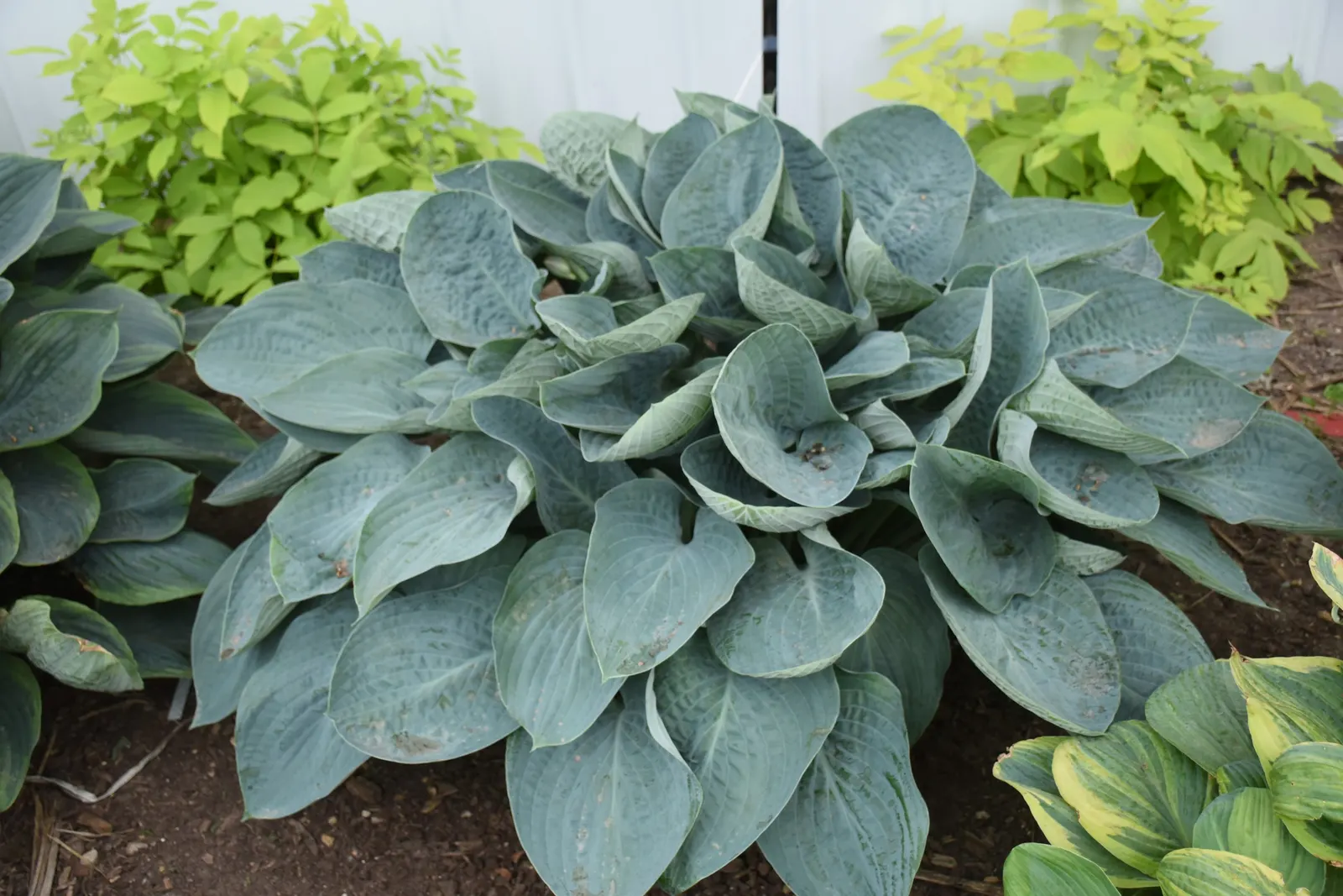 'Above the Clouds' Hosta (Hosta hybrid) — The Hosta hybrid 'Above the Clouds' is a large mounded perennial with cloudy blue