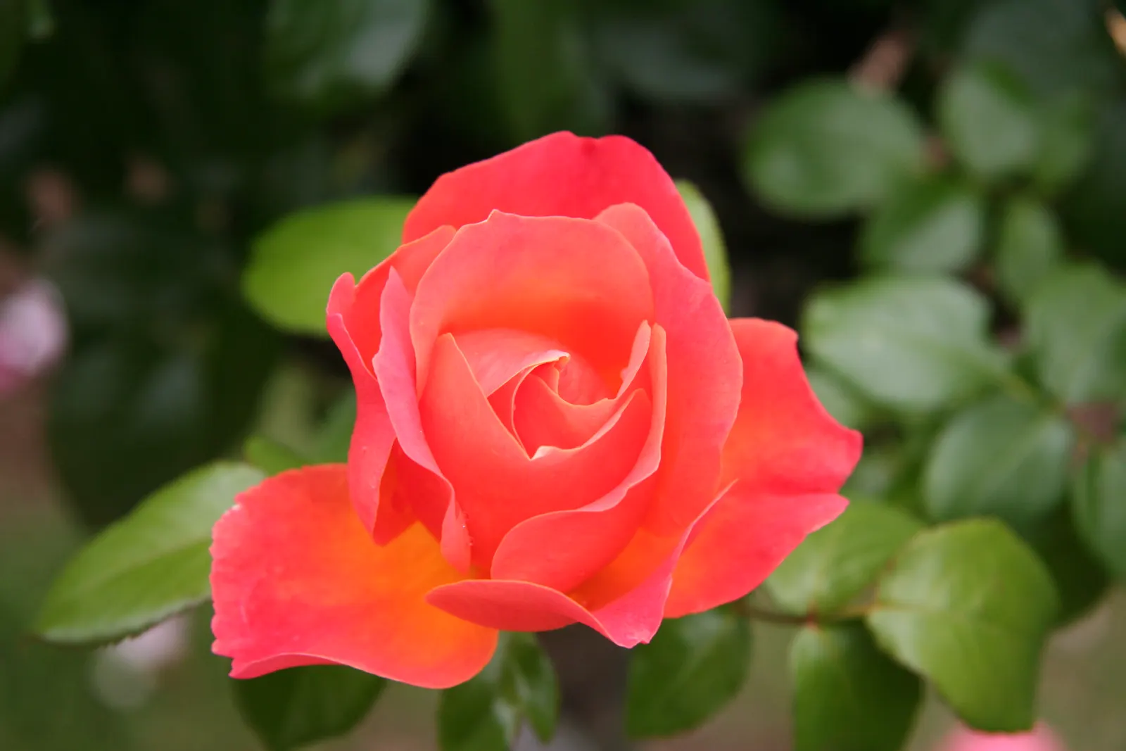 Livin Easy Rose (Rosa 'Livin Easy') — These roses create an eye-catching spectacle when they burst into clusters