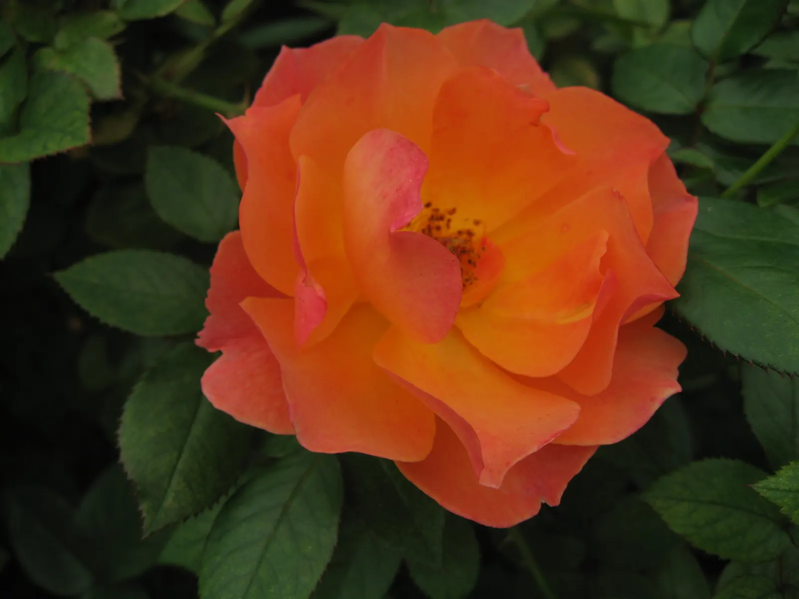 Livin Easy Rose (Rosa 'Livin Easy') — Blooms prolifically from late spring to frost, thriving in USDA zones 4-9