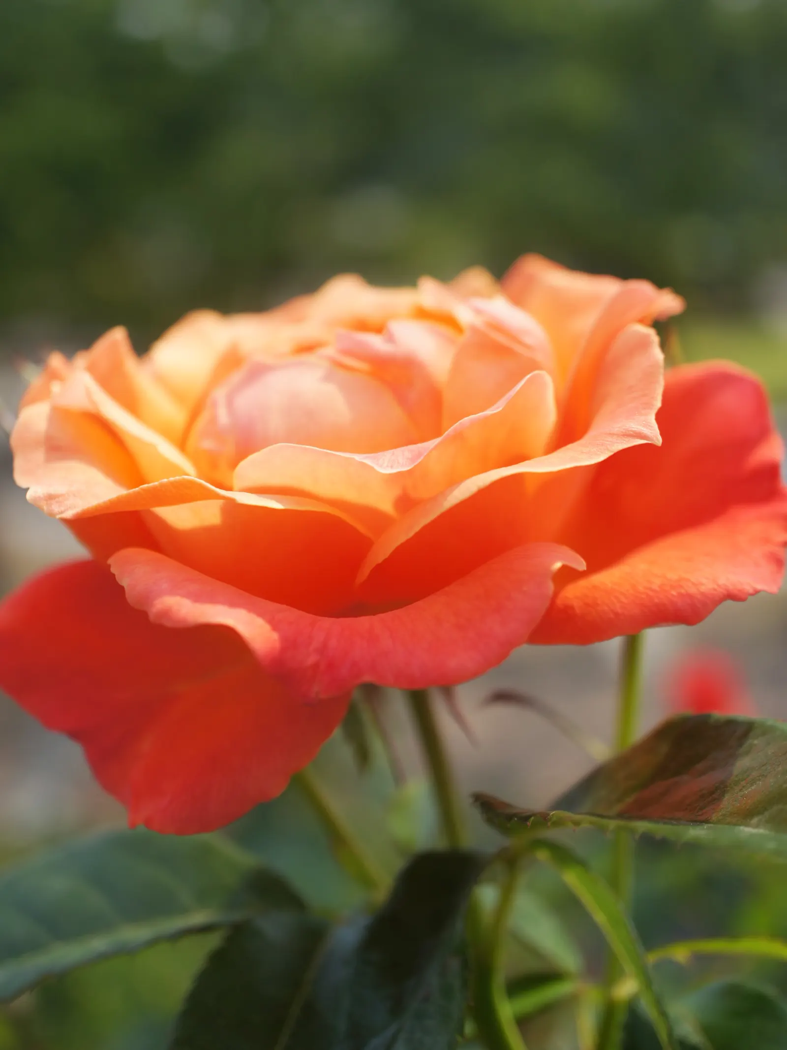 Livin Easy Rose (Rosa 'Livin Easy') — The petals reveal a warm, yellow reverse, which complements the rich color of the blooms