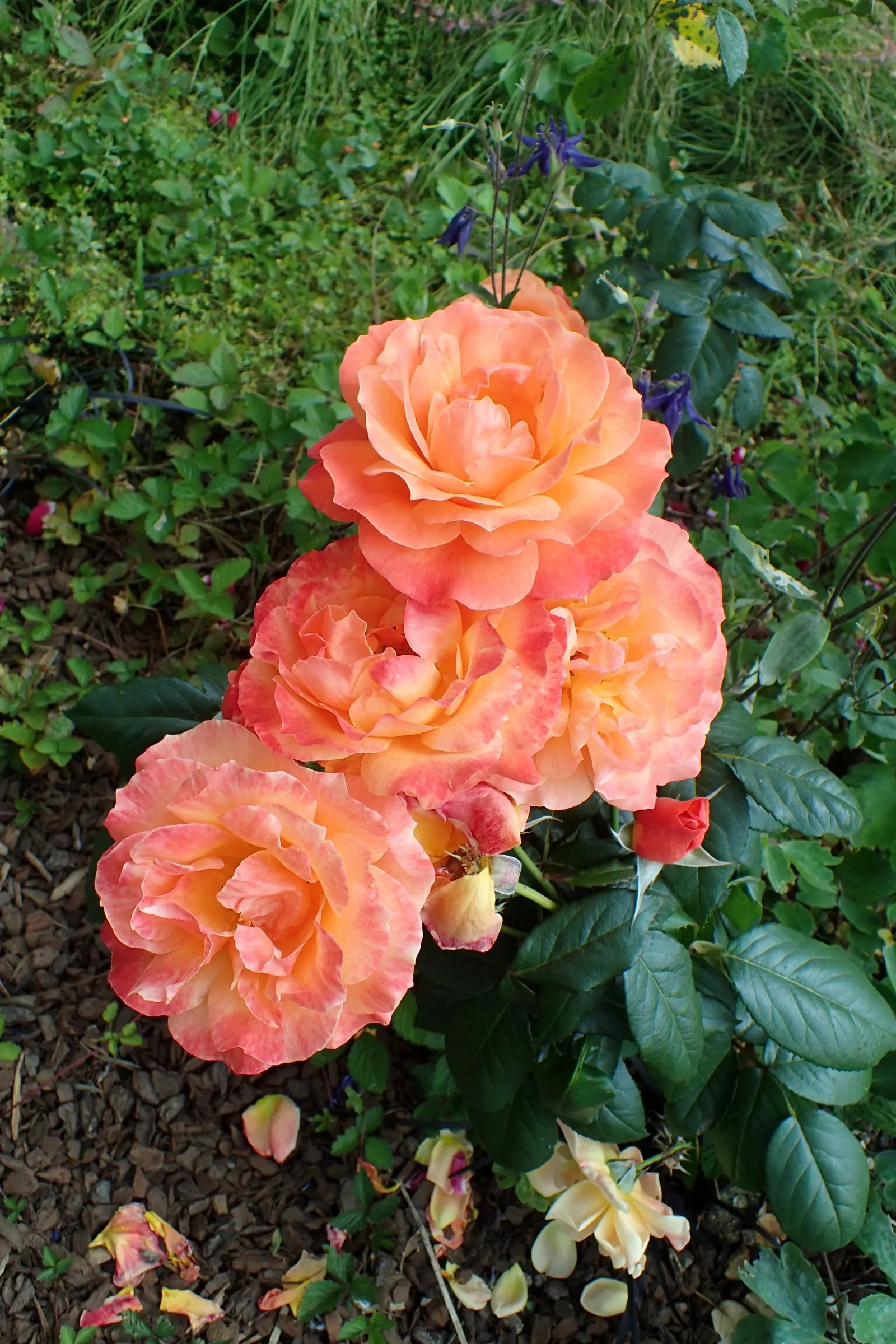 Livin Easy Rose (Rosa 'Livin Easy') — the 'Livin' Easy' rose grows to a height of about 3 to 4 feet