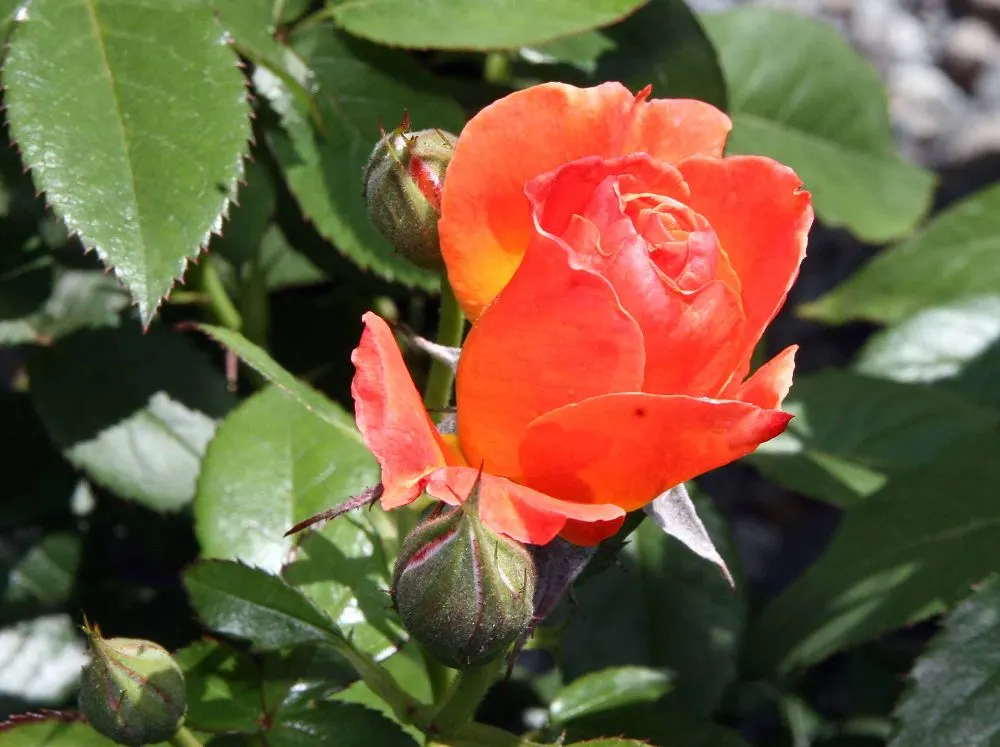 Livin Easy Rose (Rosa 'Livin Easy') — with each semi-double flower spanning approximately 3 to 4 inches across