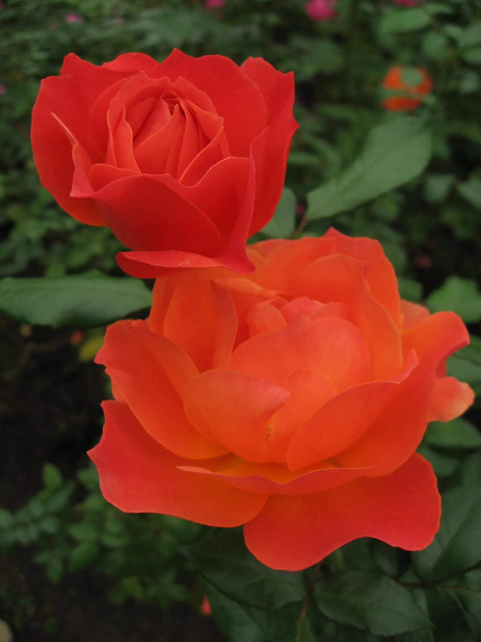 Livin Easy Rose (Rosa 'Livin Easy') — Plant in full sun to ensure vigorous growth and abundant flowering
