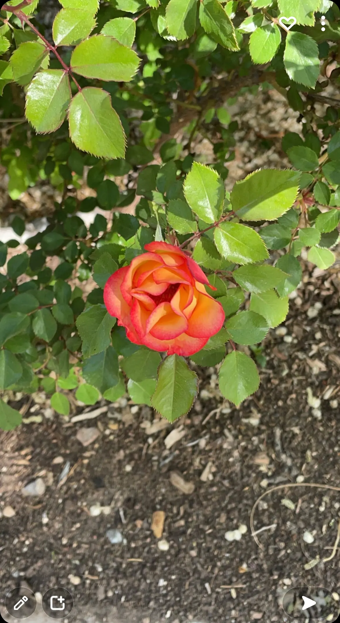Livin Easy Rose (Rosa 'Livin Easy') — Its blossoms are a captivating blend of apricot and orange hues
