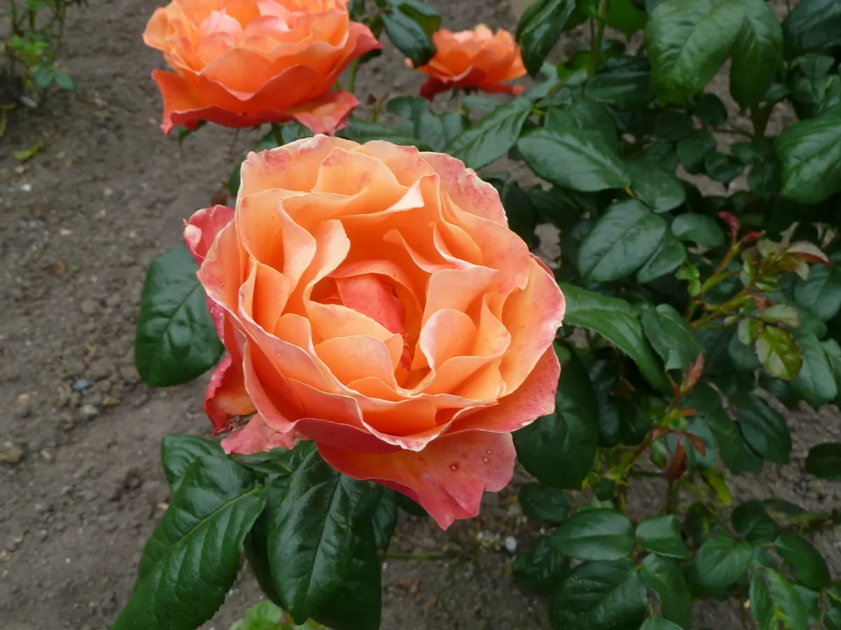 Livin Easy Rose (Rosa 'Livin Easy') — making it an ideal choice for mid-border planting or as a colorful accent in a mixed bed