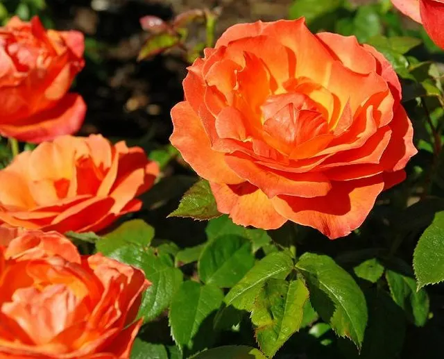 Livin Easy Rose (Rosa 'Livin Easy') — typically housing 3 to 7 flowers per stem.<br><br>On average