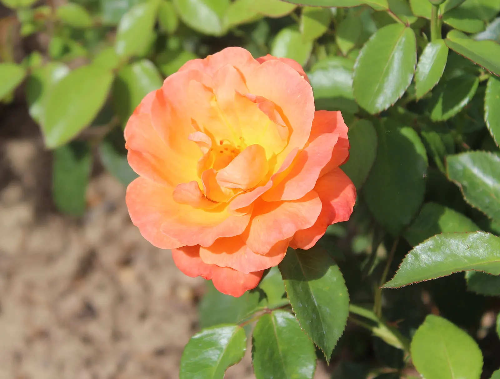 Livin Easy Rose (Rosa 'Livin Easy') — floriferous display and low maintenance