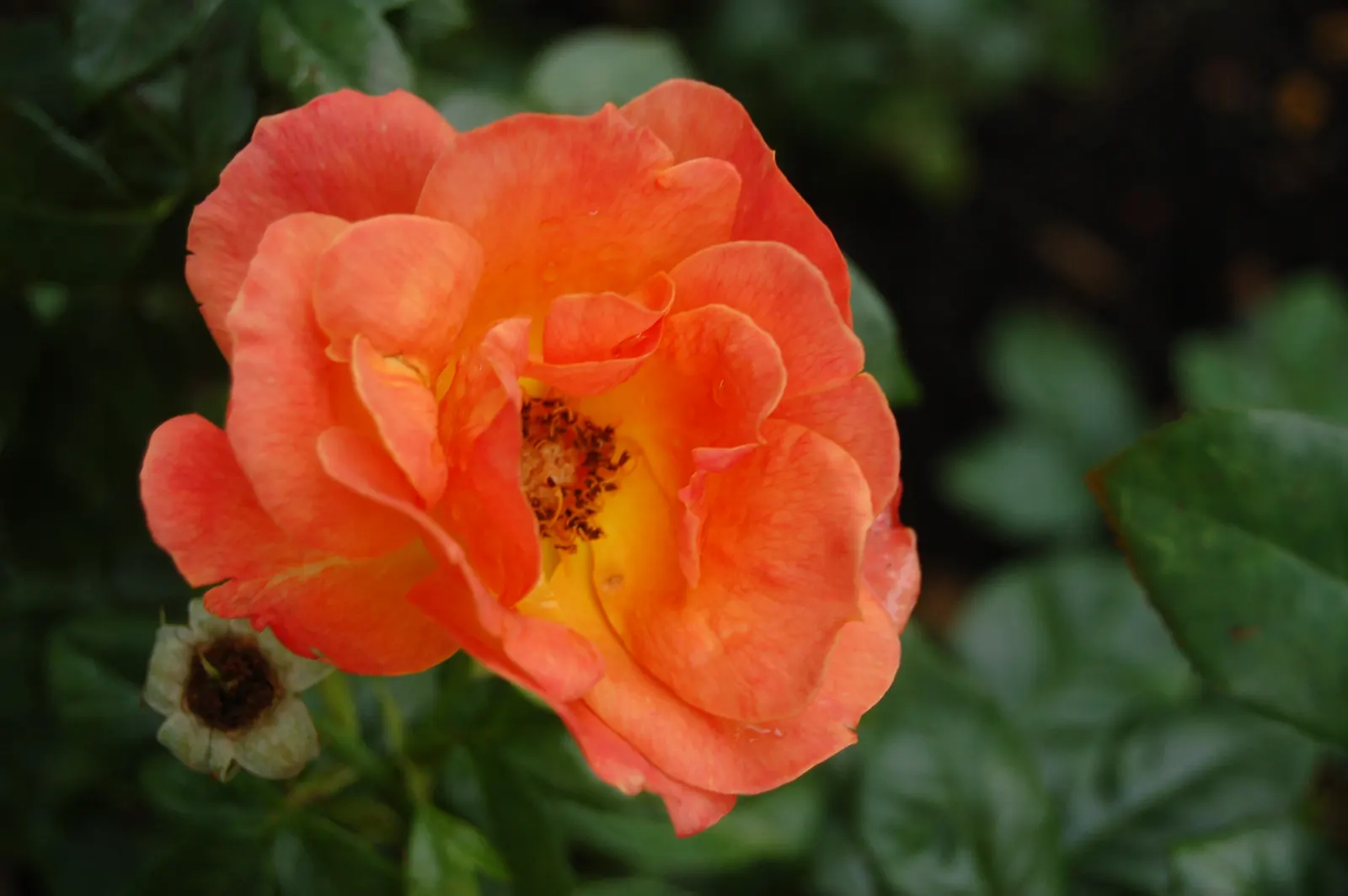 Livin Easy Rose (Rosa 'Livin Easy') — Hardy and disease-resistant, this floribunda rose reaches up to 5 feet in height and 4 feet in width