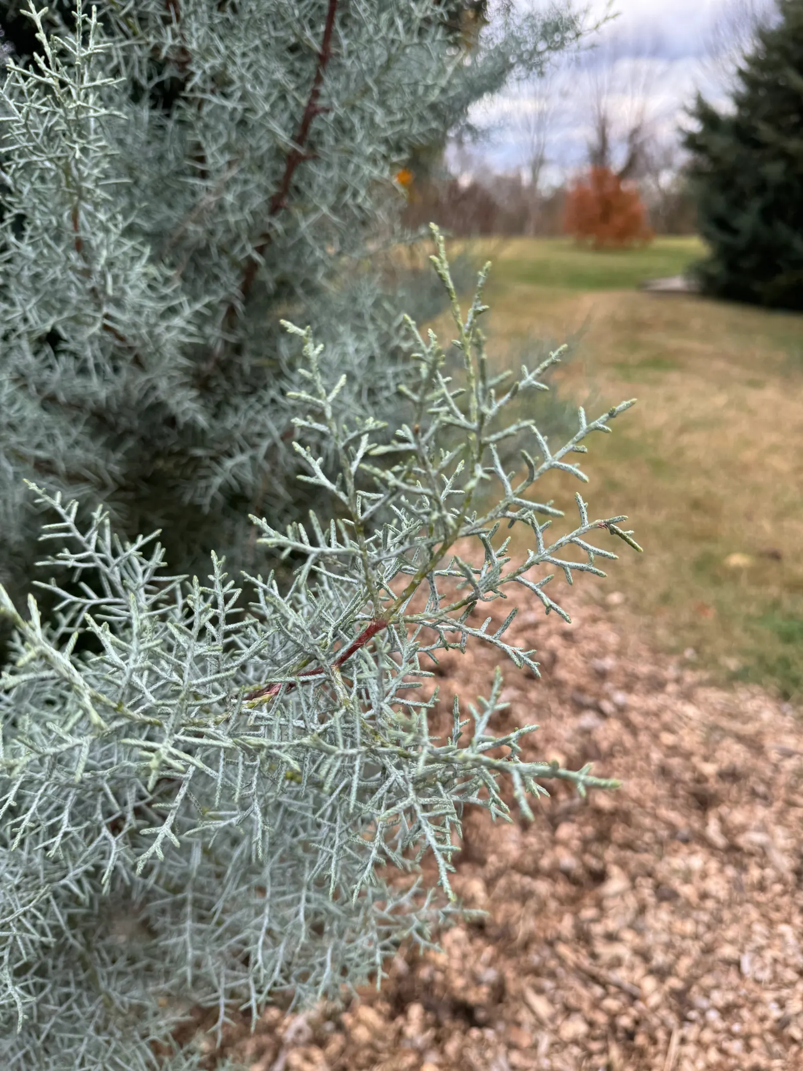 Blue Atlas Cedar (Cedrus Atlantica 'Glauca') — horizontally tiered branches