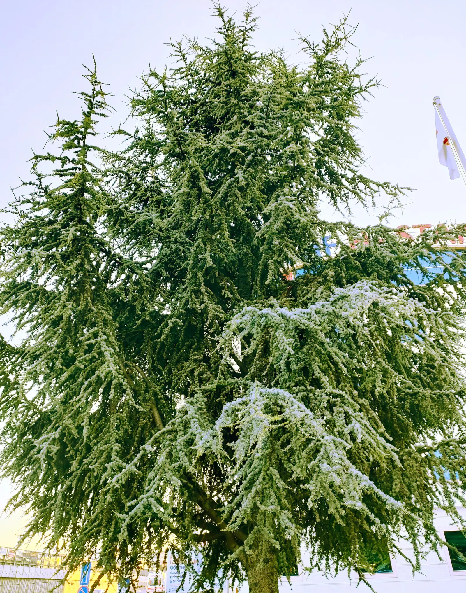 Blue Atlas Cedar (Cedrus Atlantica 'Glauca') — emphasize the importance of adequate space to accommodate its ultimate width and height