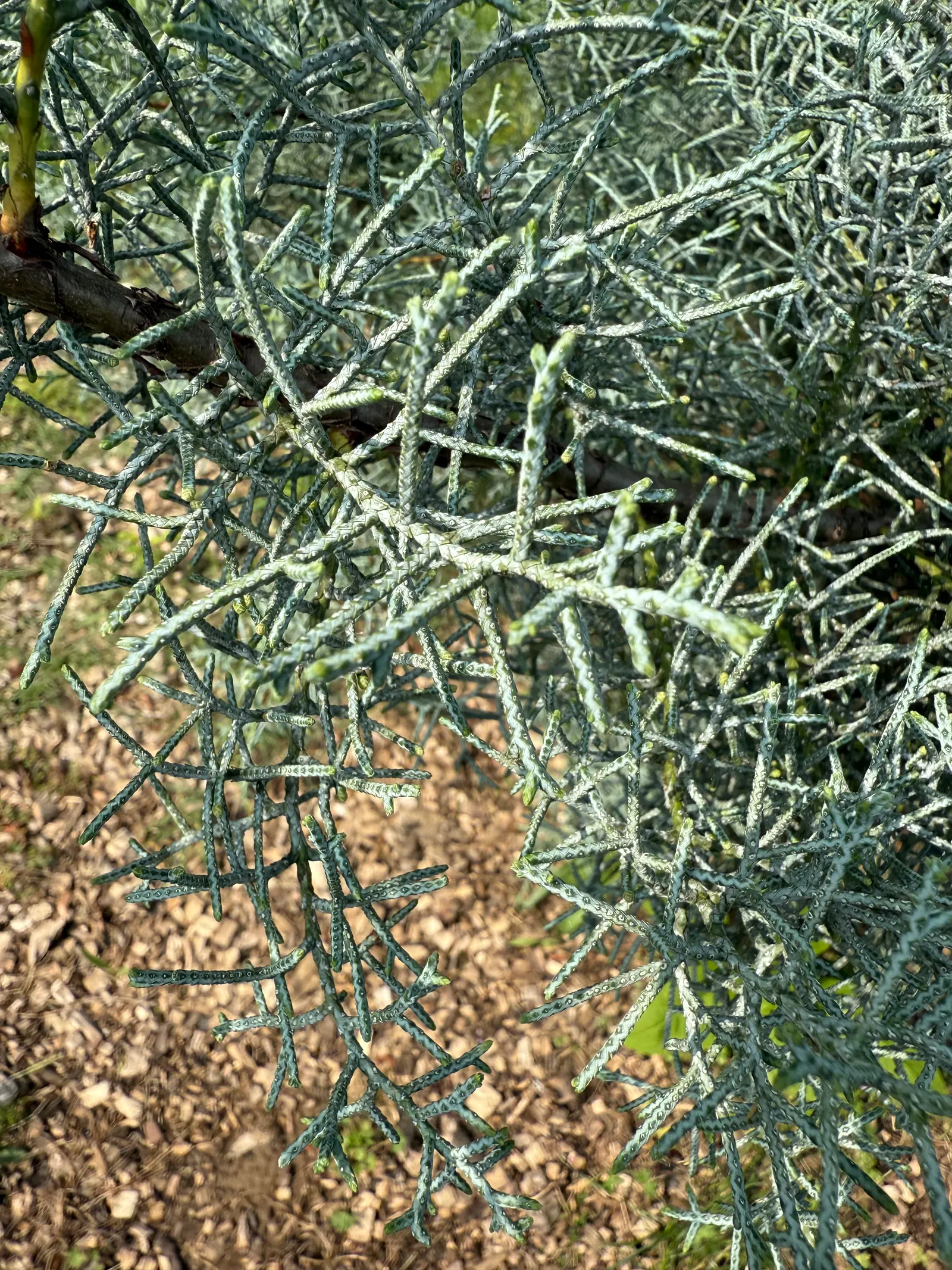 Blue Atlas Cedar (Cedrus Atlantica 'Glauca') — Typically reaching heights of 40 to 60 feet with a spread of 20 to 40 feet at maturity; it requires full sun and