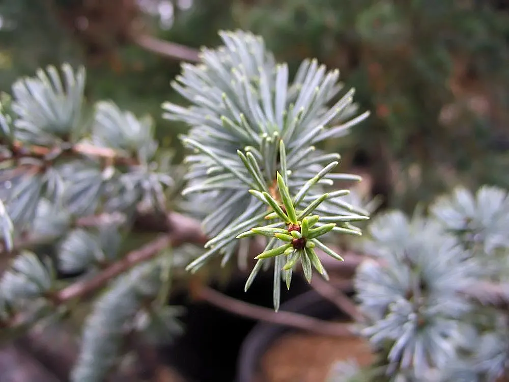 Blue Atlas Cedar (Cedrus Atlantica 'Glauca') — and not restricted by other plantings or structures