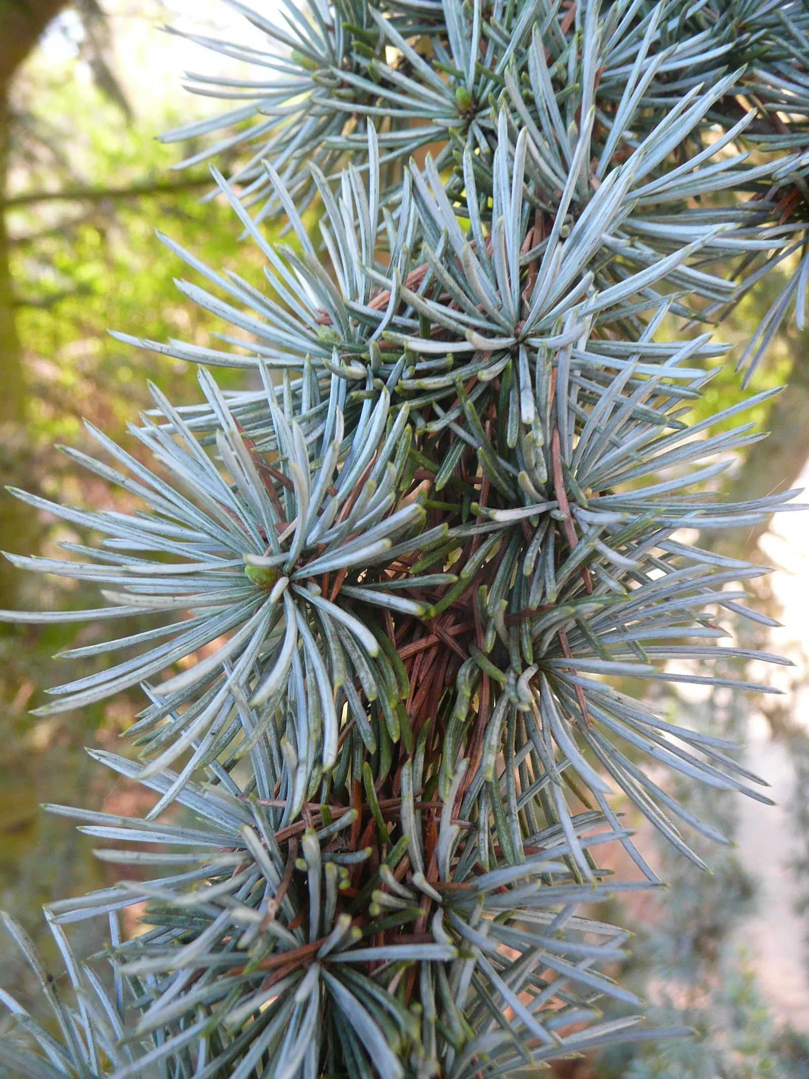 Blue Atlas Cedar (Cedrus Atlantica 'Glauca') — and its unique color adds year-round interest