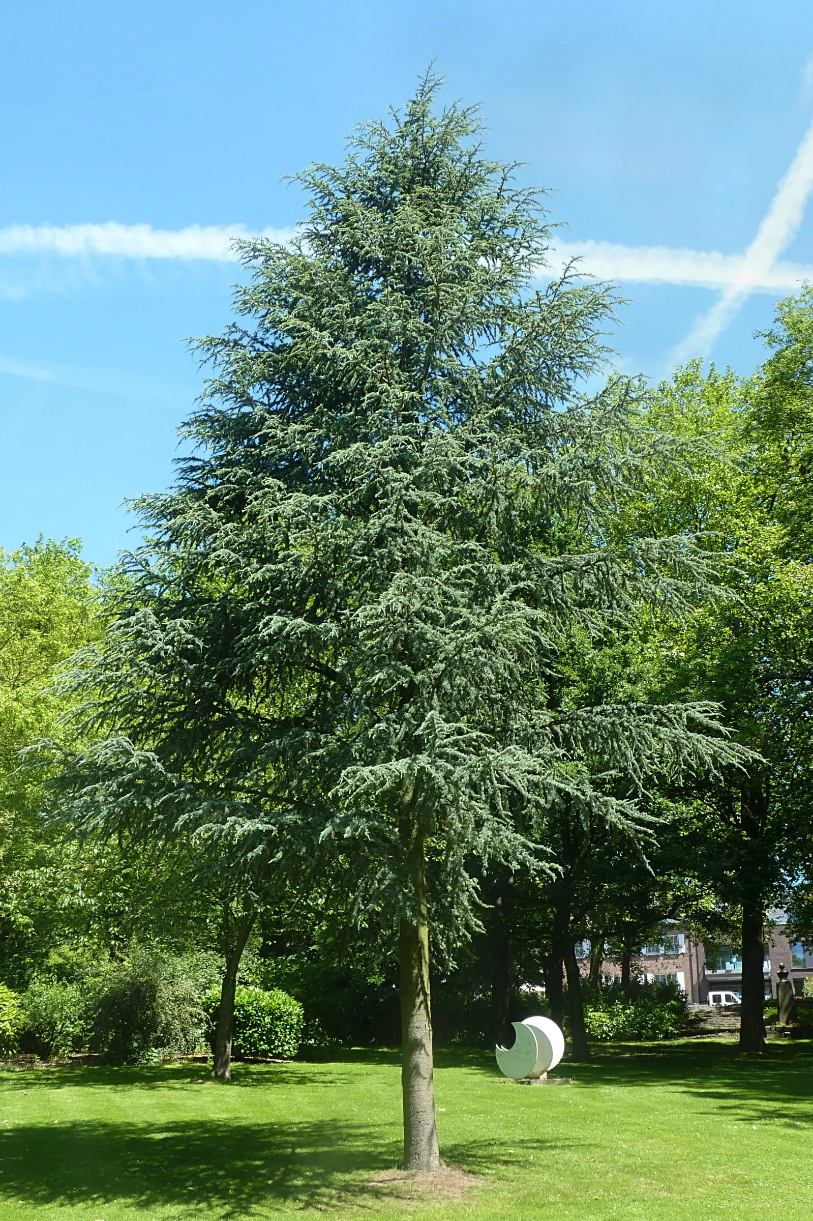 Blue Atlas Cedar (Cedrus Atlantica 'Glauca') — coniferous evergreen renowned for its striking blue-grey needles and its bold
