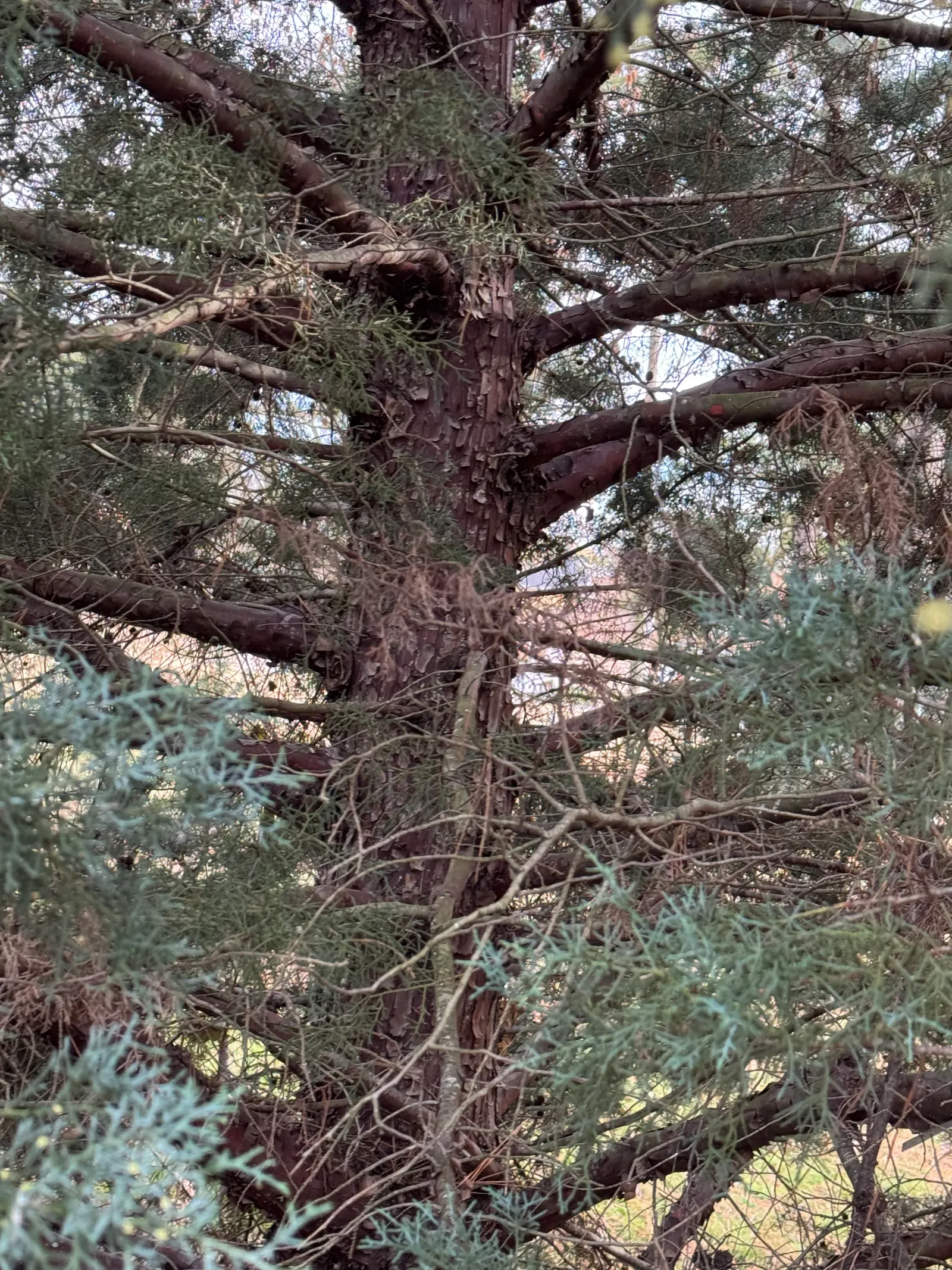 Blue Atlas Cedar (Cedrus Atlantica 'Glauca') — it offers a commanding presence in any landscape; this pyramidal tree commands attention and respect with its