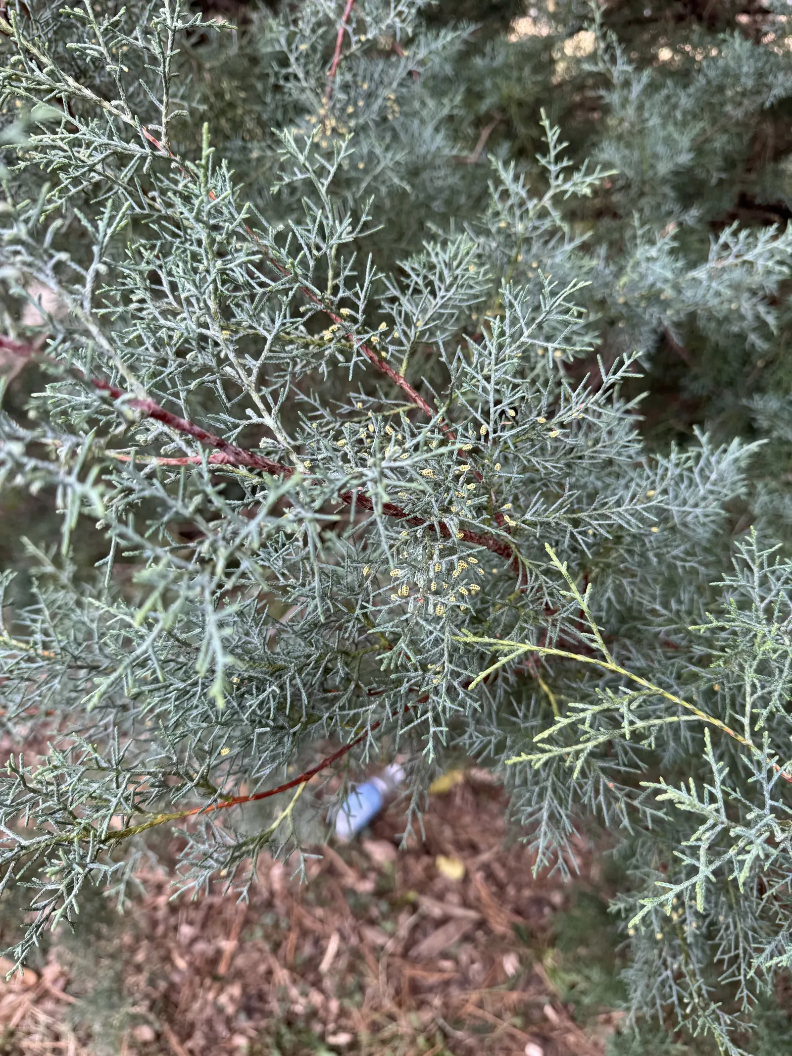 Blue Atlas Cedar (Cedrus Atlantica 'Glauca') — and its unique color adds year-round interest; coniferous evergreen renowned for its striking blue-grey needles
