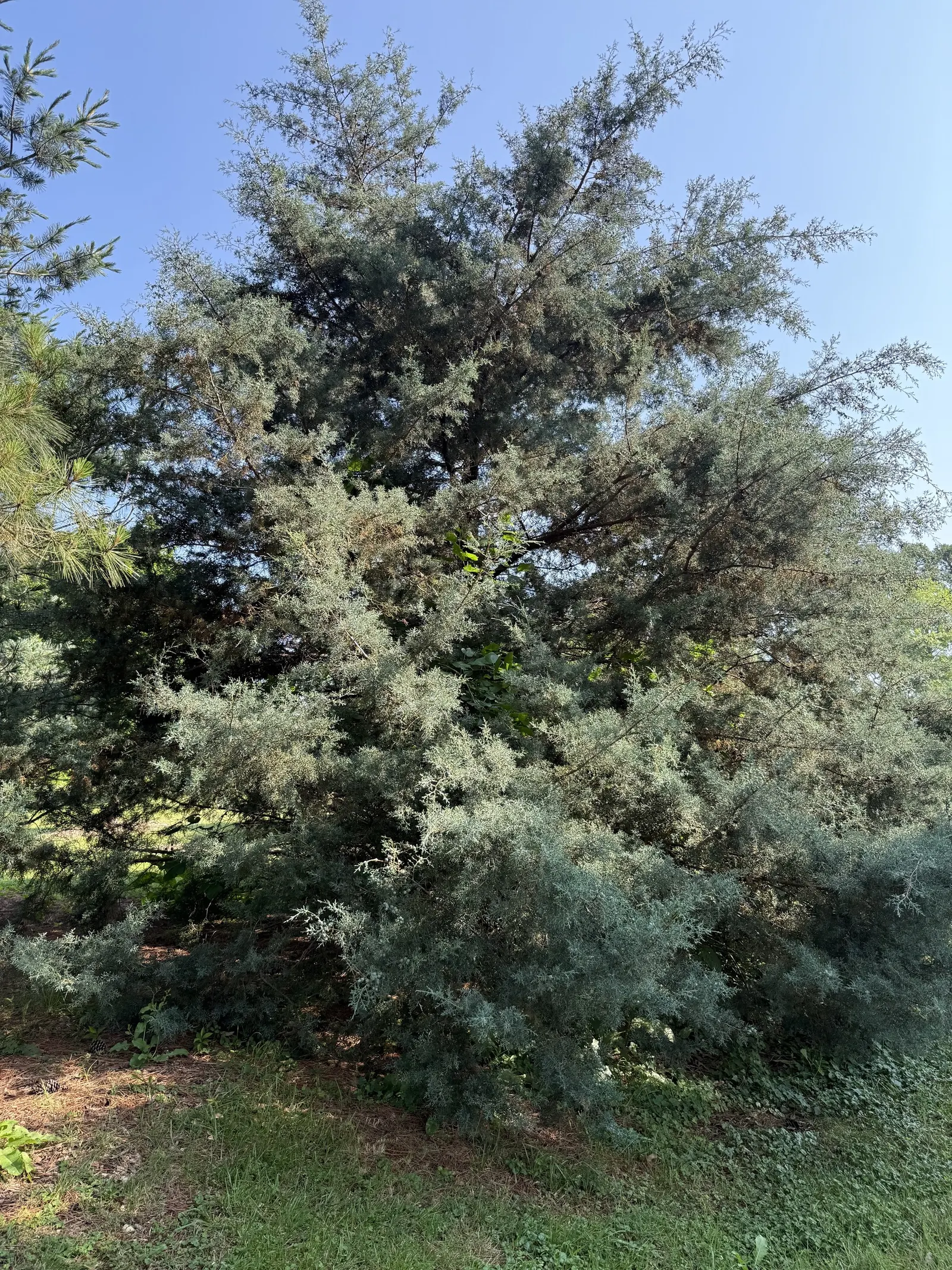 Blue Atlas Cedar (Cedrus Atlantica 'Glauca') — The Blue Atlas Cedar (Cedrus atlantica 'Glauca') presents as a majestic; consider it as a focal point