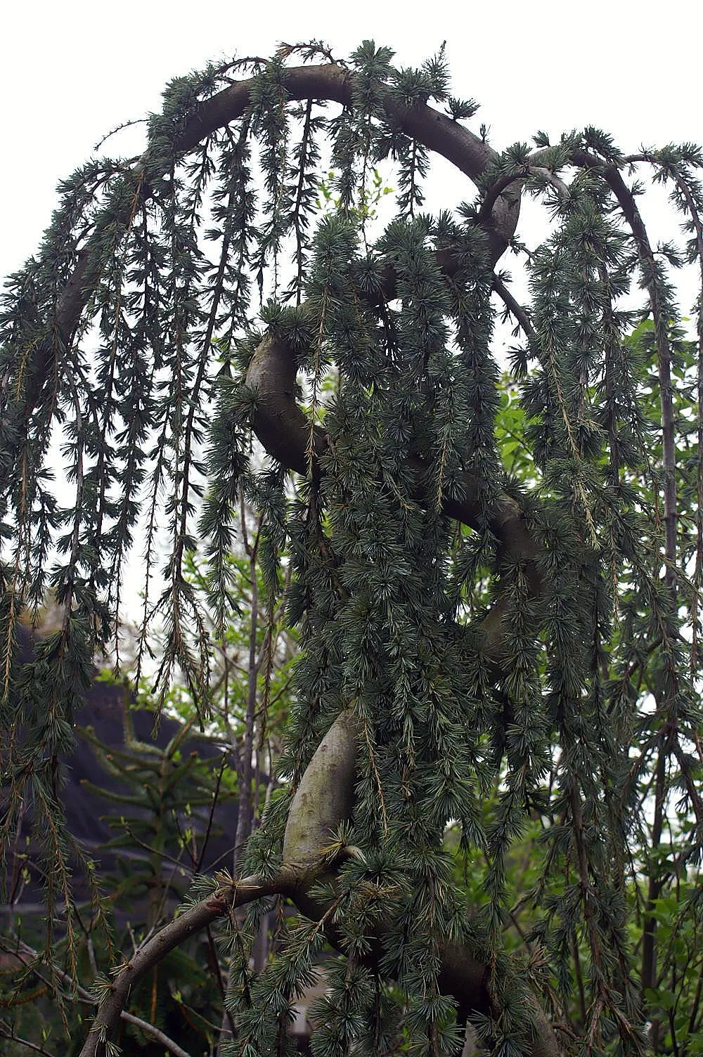 Blue Atlas Cedar (Cedrus Atlantica 'Glauca') — silvery-blue foliage provides exceptional year-round interest