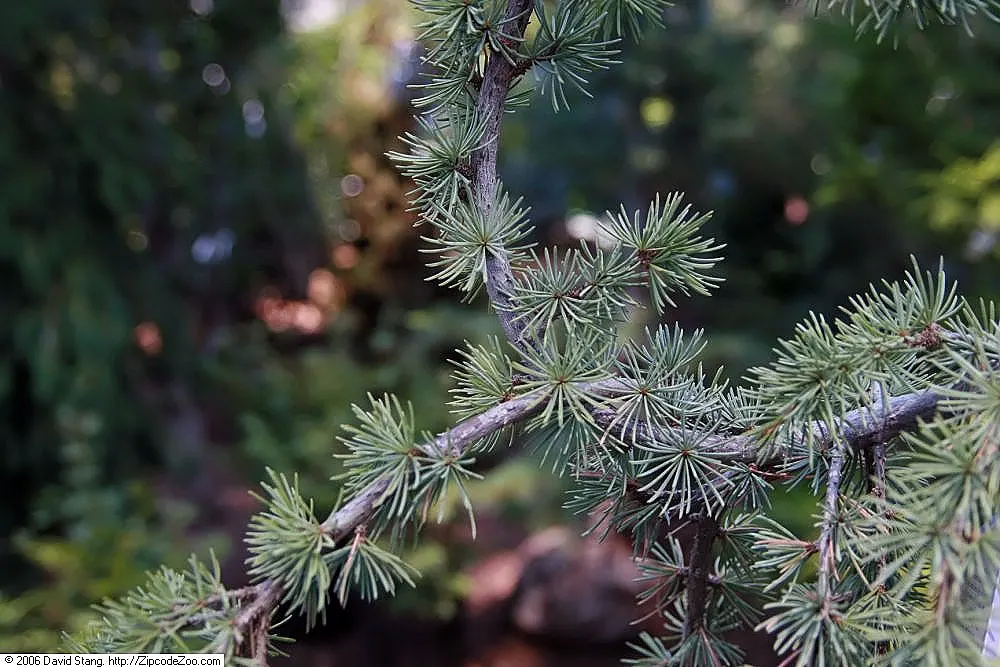 Blue Atlas Cedar (Cedrus Atlantica 'Glauca') — It thrives in USDA hardiness zones 6 through 9