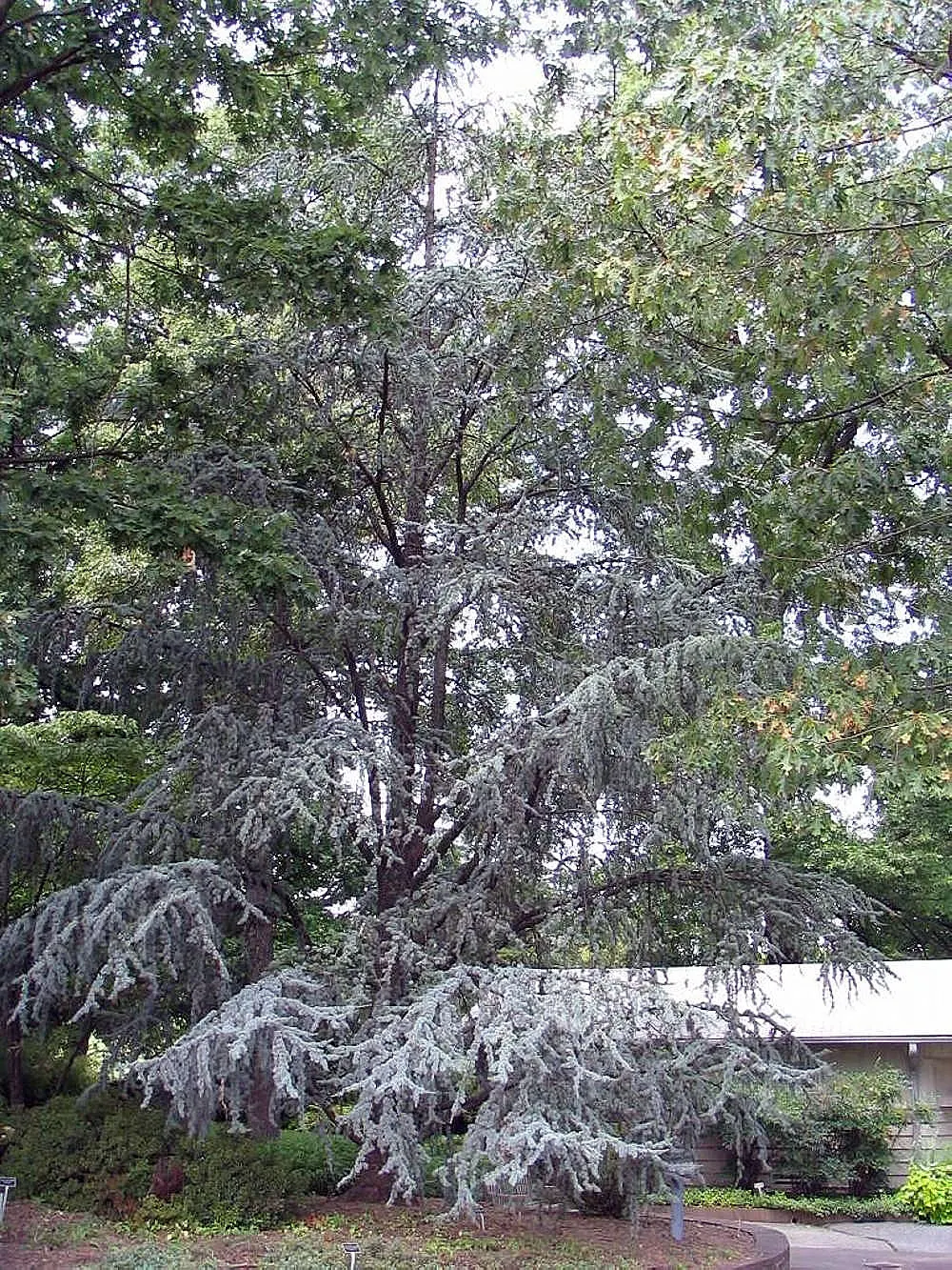 Blue Atlas Cedar (Cedrus Atlantica 'Glauca') — It requires full sun and well-drained soil, and is drought-tolerant once established; silvery-blue foliage