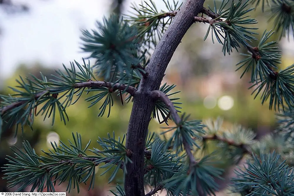 Blue Atlas Cedar (Cedrus Atlantica 'Glauca') — consider it as a focal point