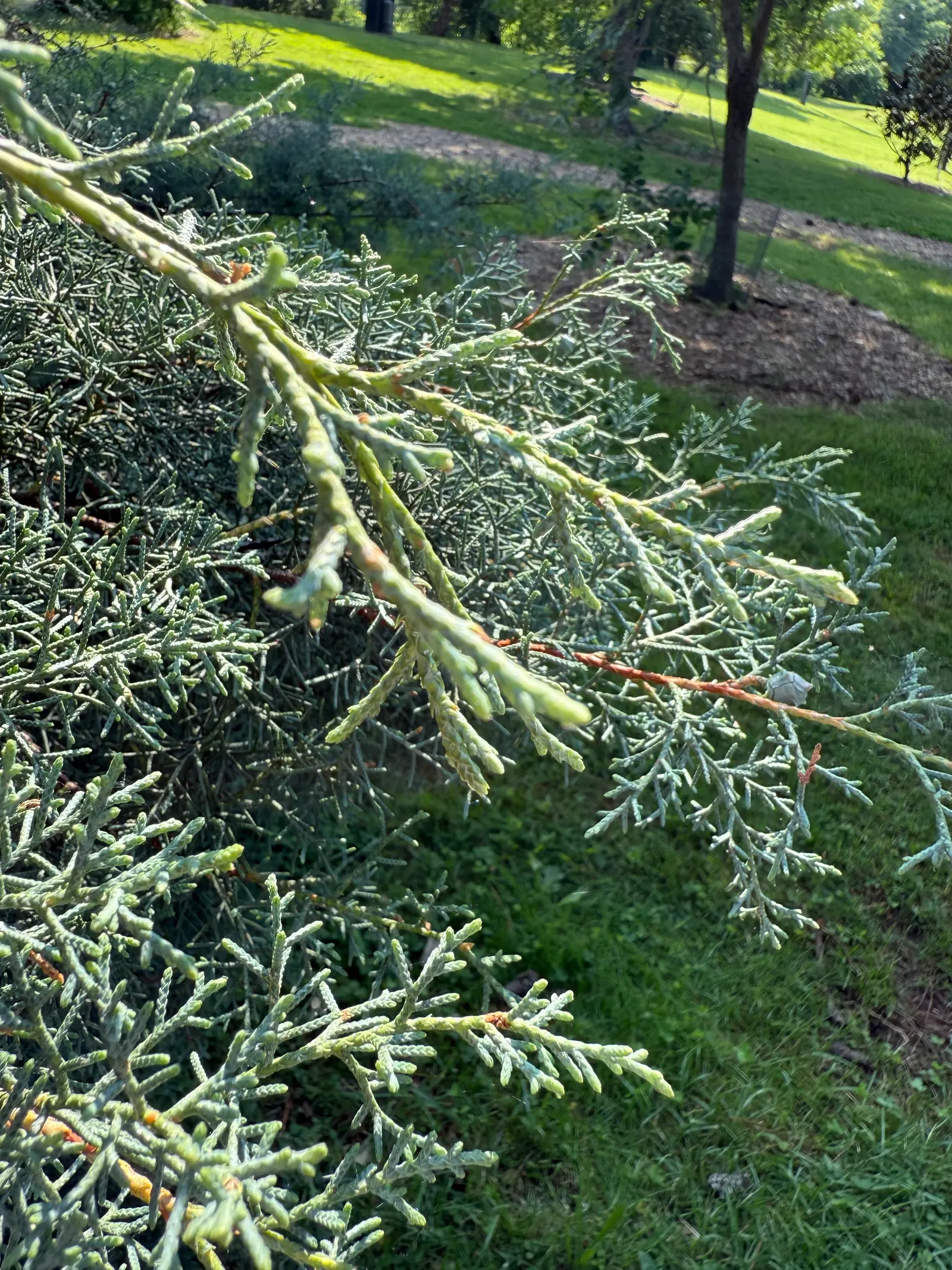 Blue Atlas Cedar (Cedrus Atlantica 'Glauca') — Its pyramidal form makes it an excellent focal point in landscapes; conifer / tree for full or half
