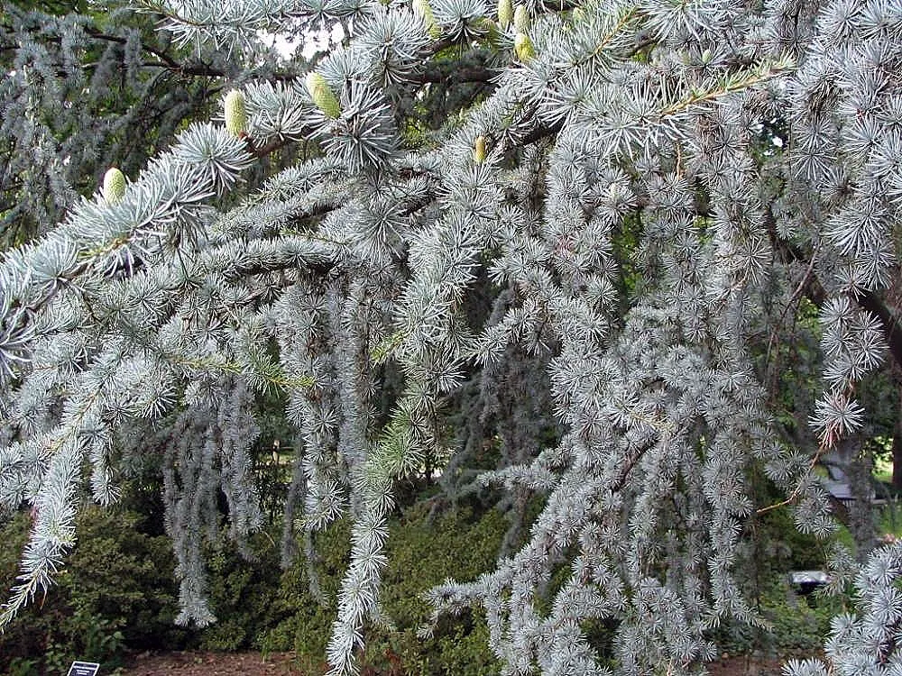 Blue Atlas Cedar (Cedrus Atlantica 'Glauca') — The Blue Atlas Cedar (Cedrus atlantica 'Glauca') is a striking conifer with silvery-blue evergreen needles