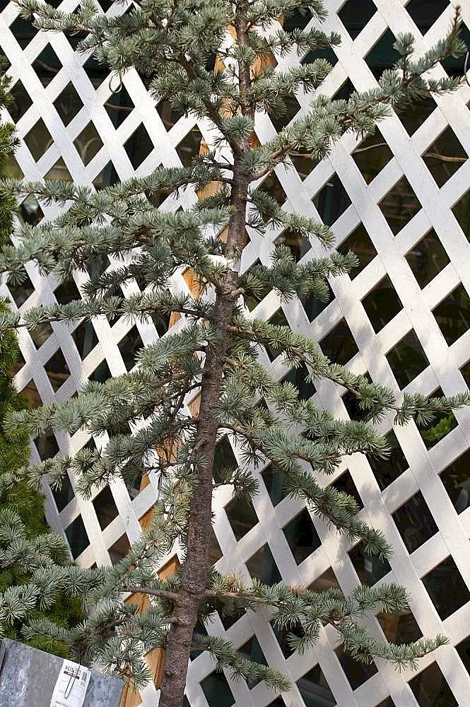 Blue Atlas Cedar (Cedrus Atlantica 'Glauca') — This pyramidal tree commands attention and respect with its dense