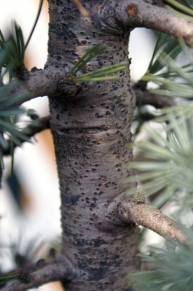 Blue Atlas Cedar (Cedrus Atlantica 'Glauca') — when designing with this species