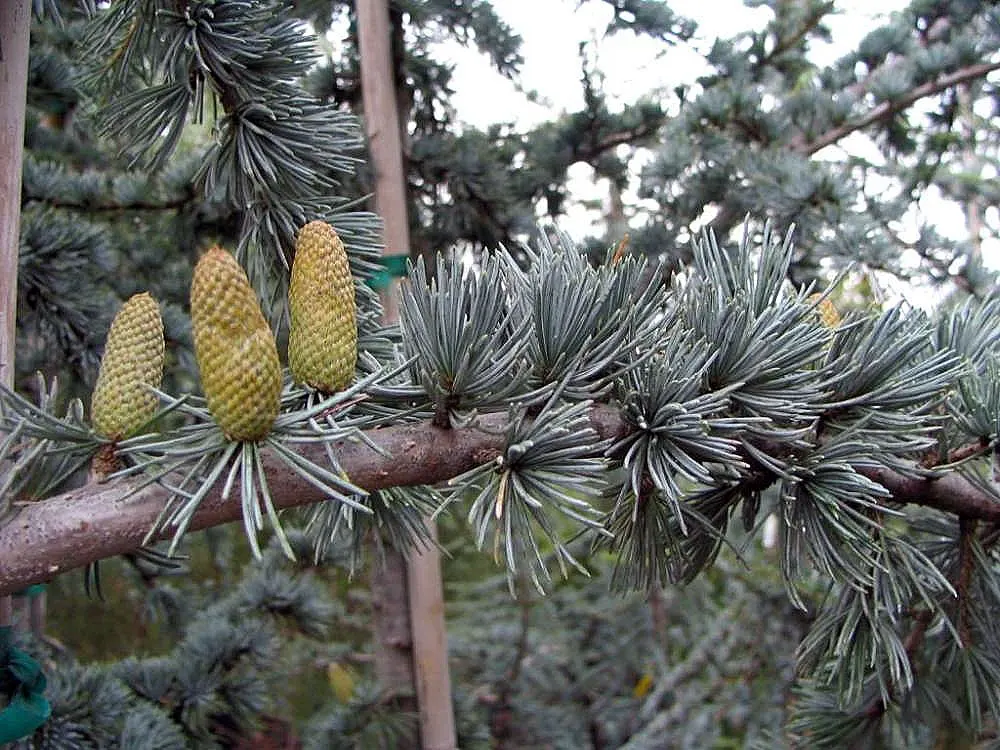 Blue Atlas Cedar (Cedrus Atlantica 'Glauca') — and when mature individual specimens may bear upright