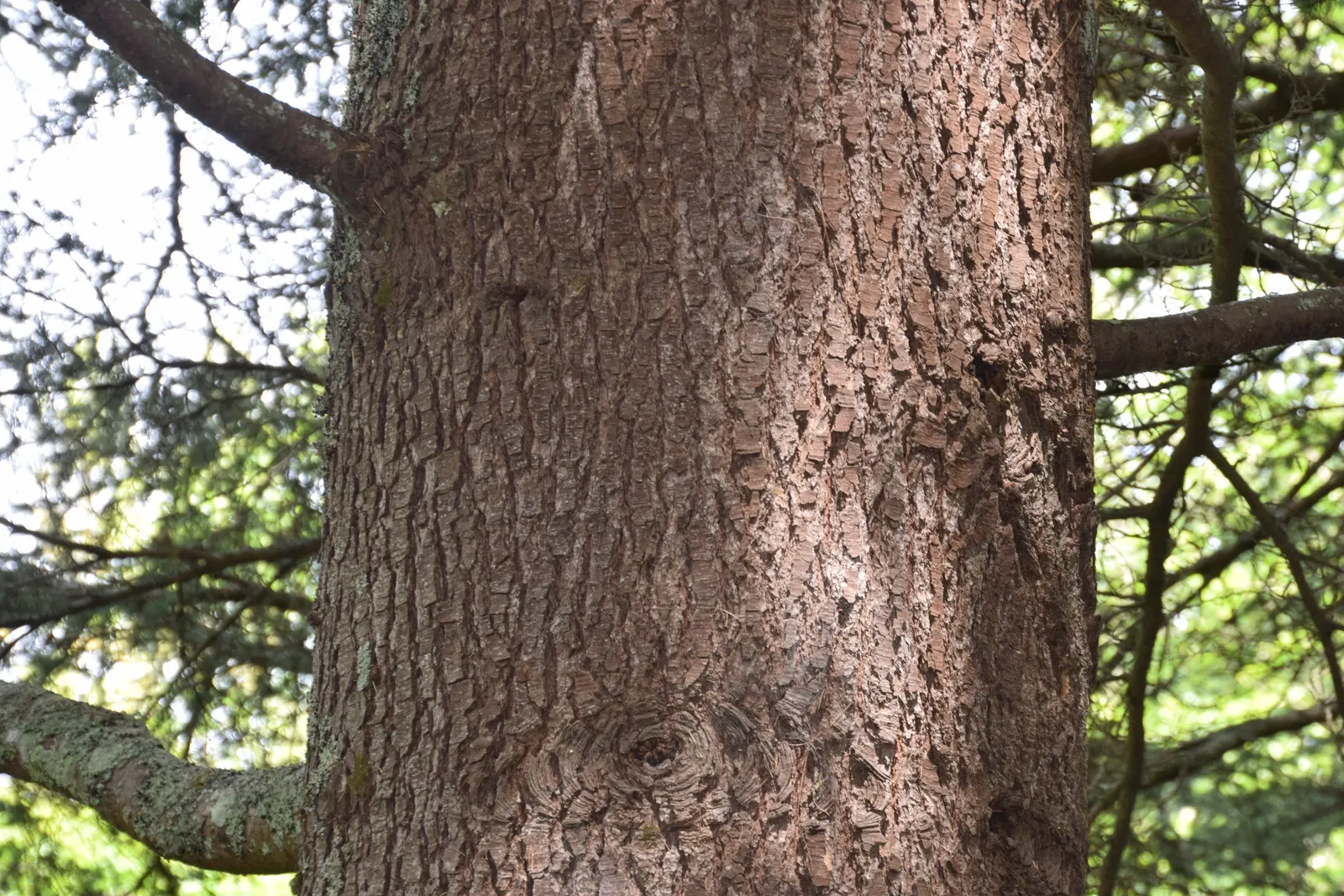 Blue Atlas Cedar (Cedrus Atlantica 'Glauca') — This majestic tree reaches up to 40-60 feet tall and 30-40 feet wide at maturity